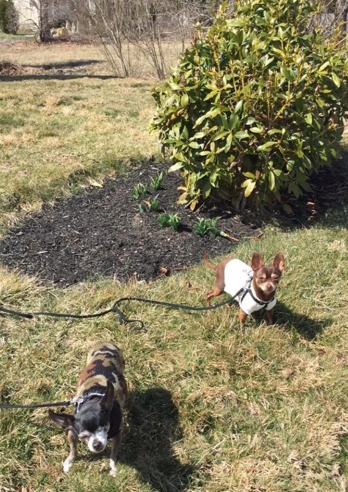 Two small dogs on leashes standing on grass near a shrub, with empty yard and trees in the background.