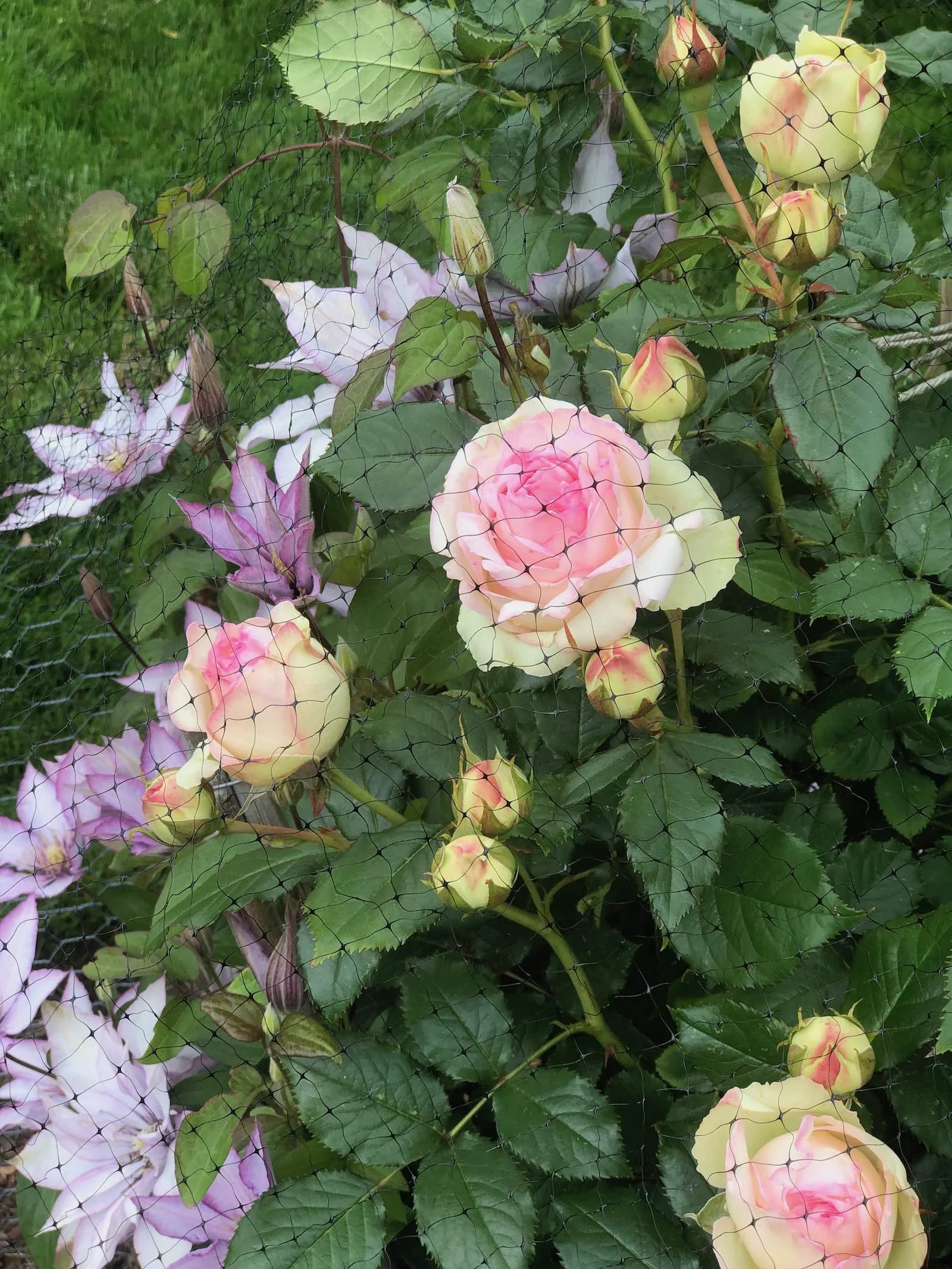 Roses protected from deer with garden netting in a Northeast garden