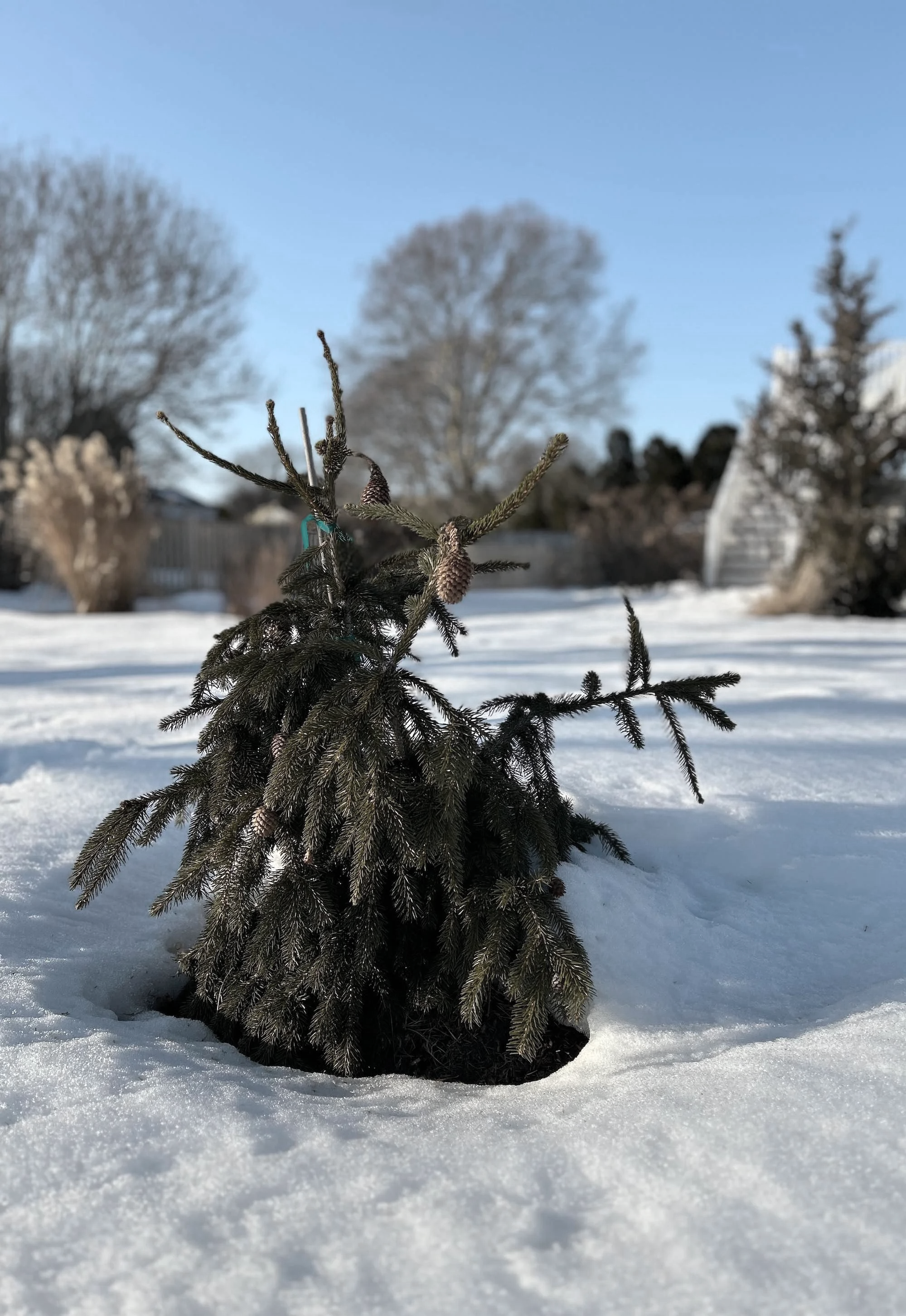 Evergreen shrub emerging through snow in a late-winter garden
