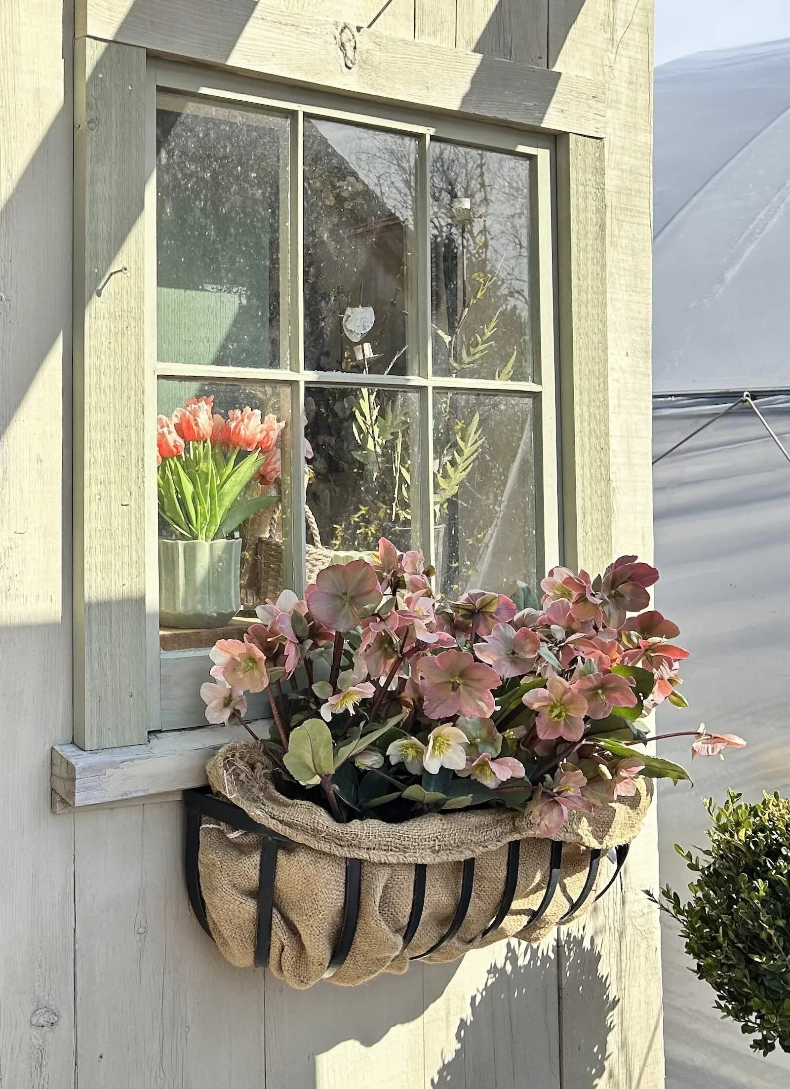 hellebores in early spring window container idea