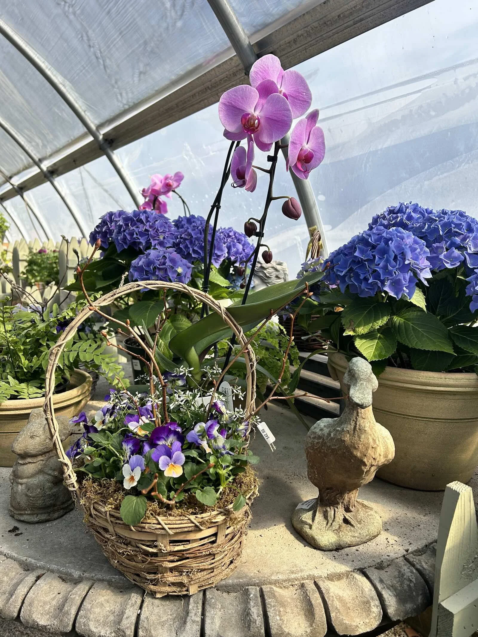 pansies early spring container idea