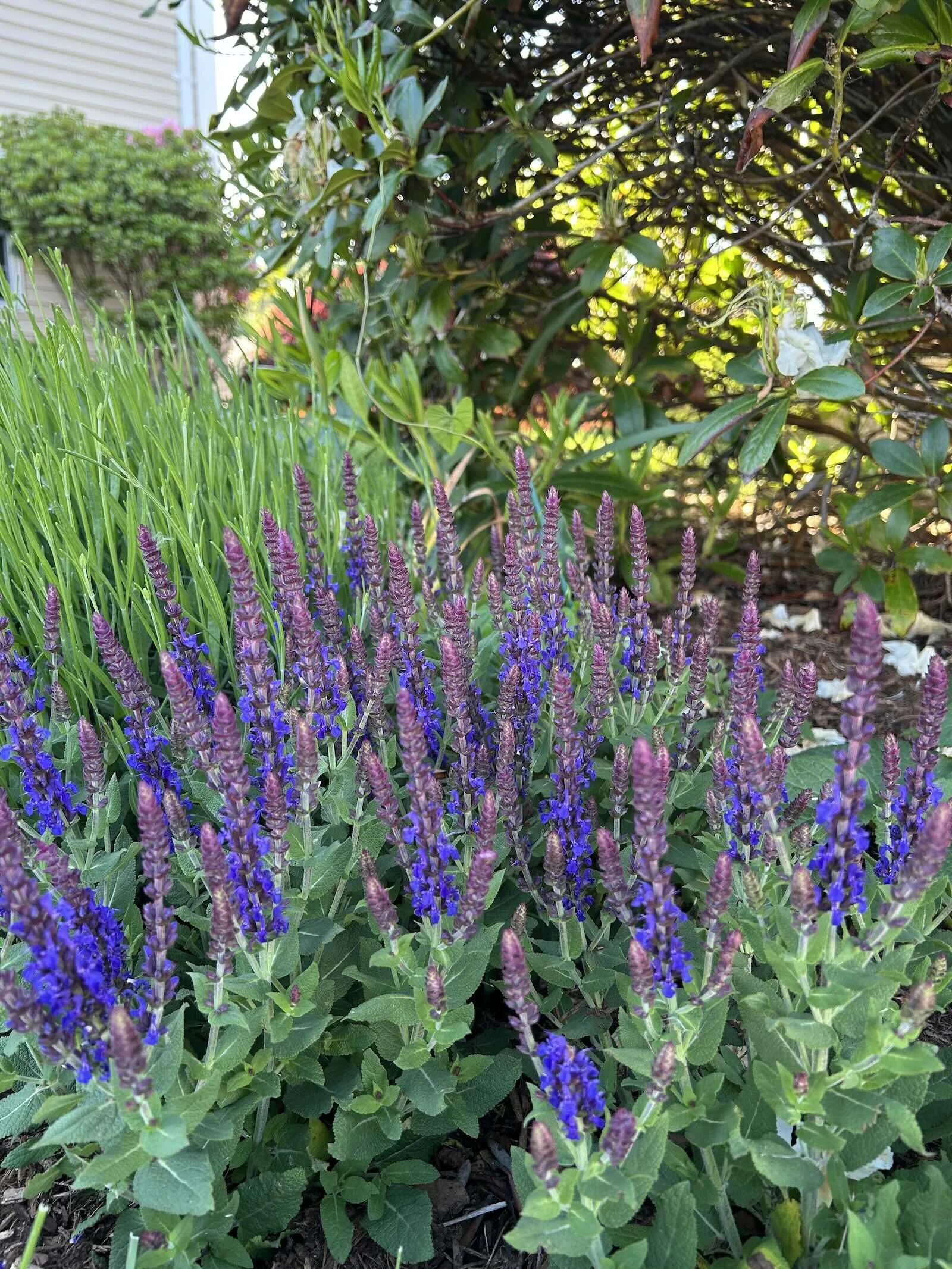 Deer & Rabbit Resistant Plants for the Northeast (What Actually Survives)   Parsley and Petal