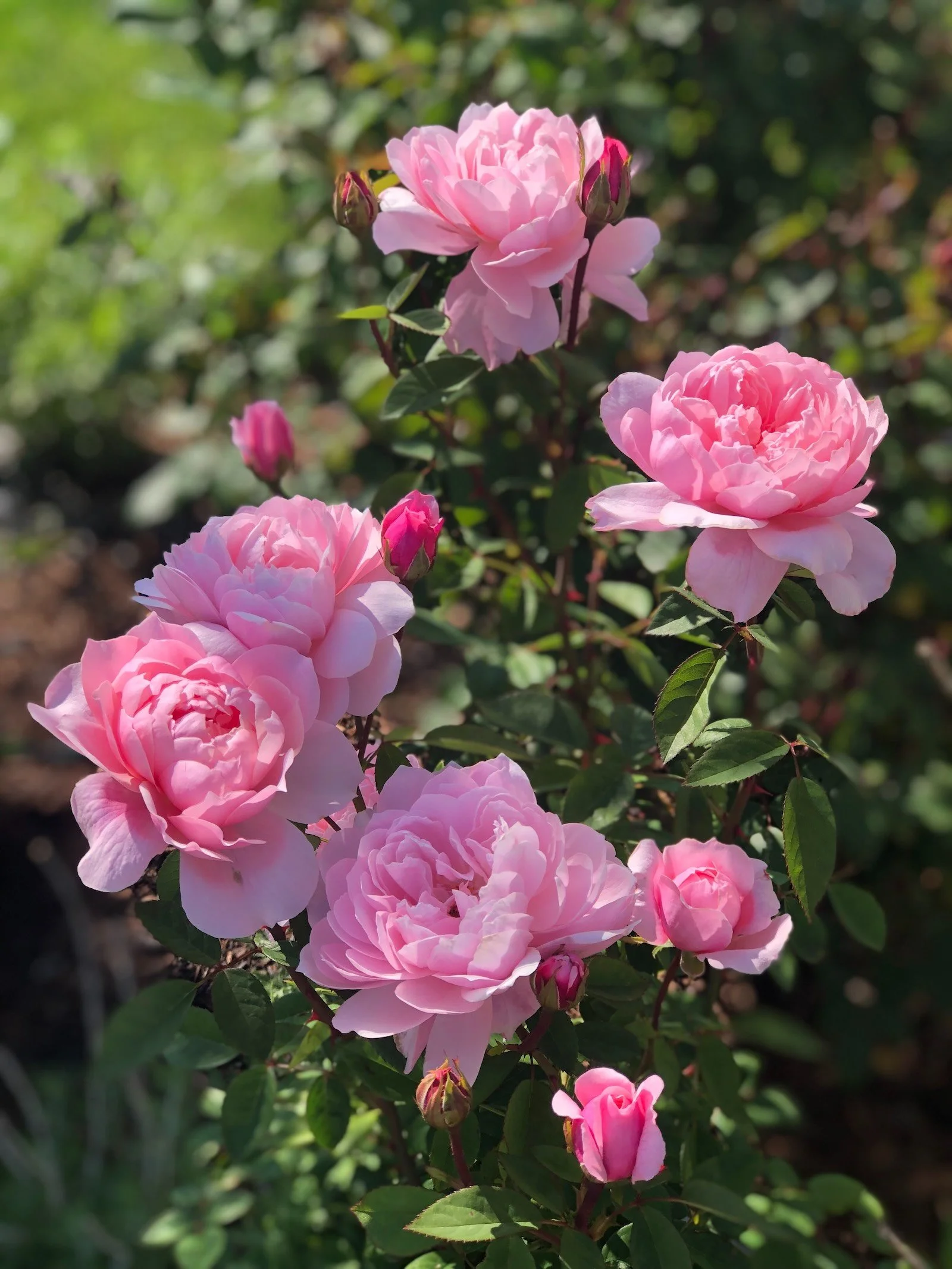 David Austin Alnwick pink shrub rose bloom