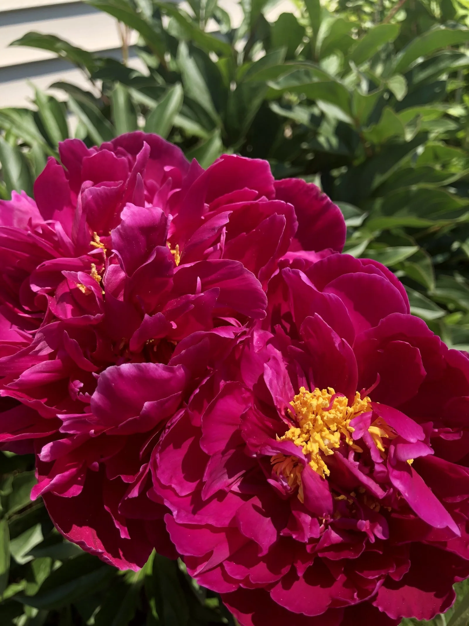 Kansas peony red blooms