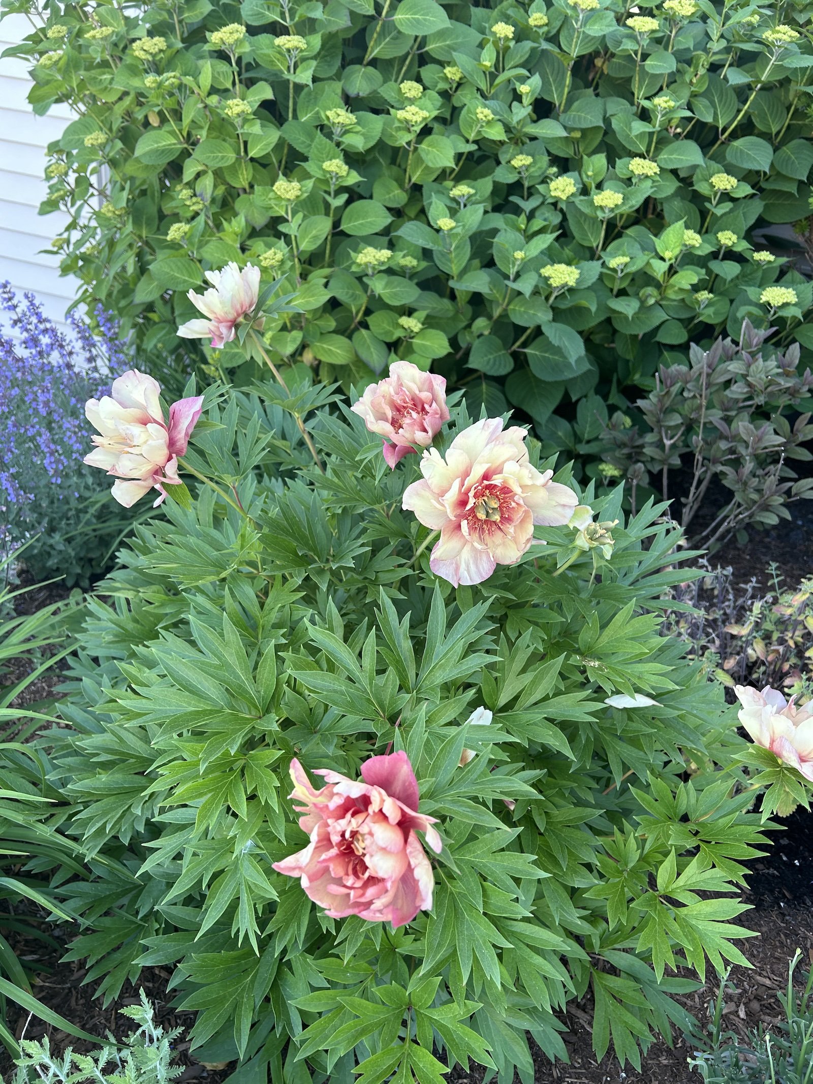 Julia itoh peach pink tree peony