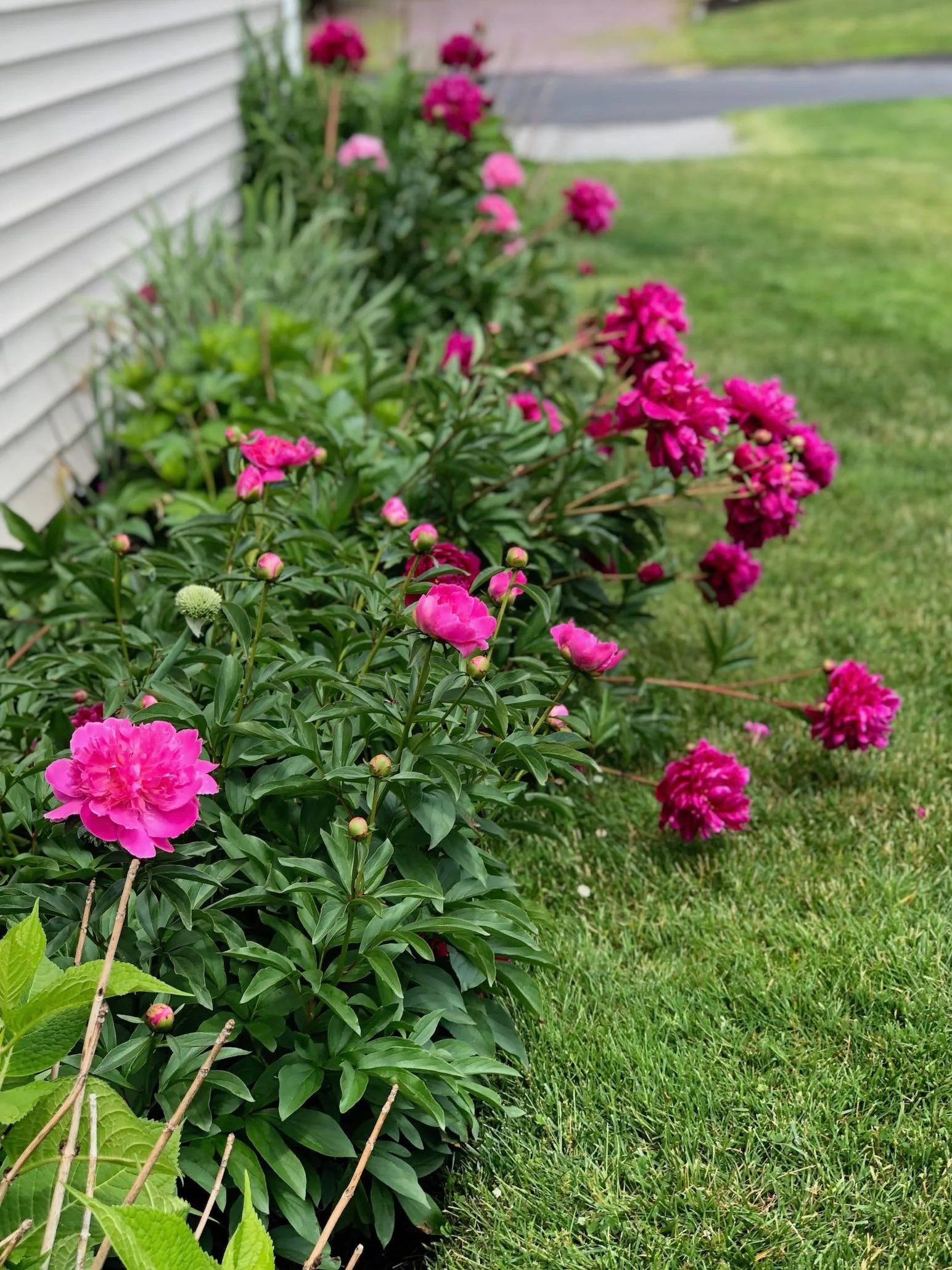 Peonies growing along a garden border in a Northeast garden