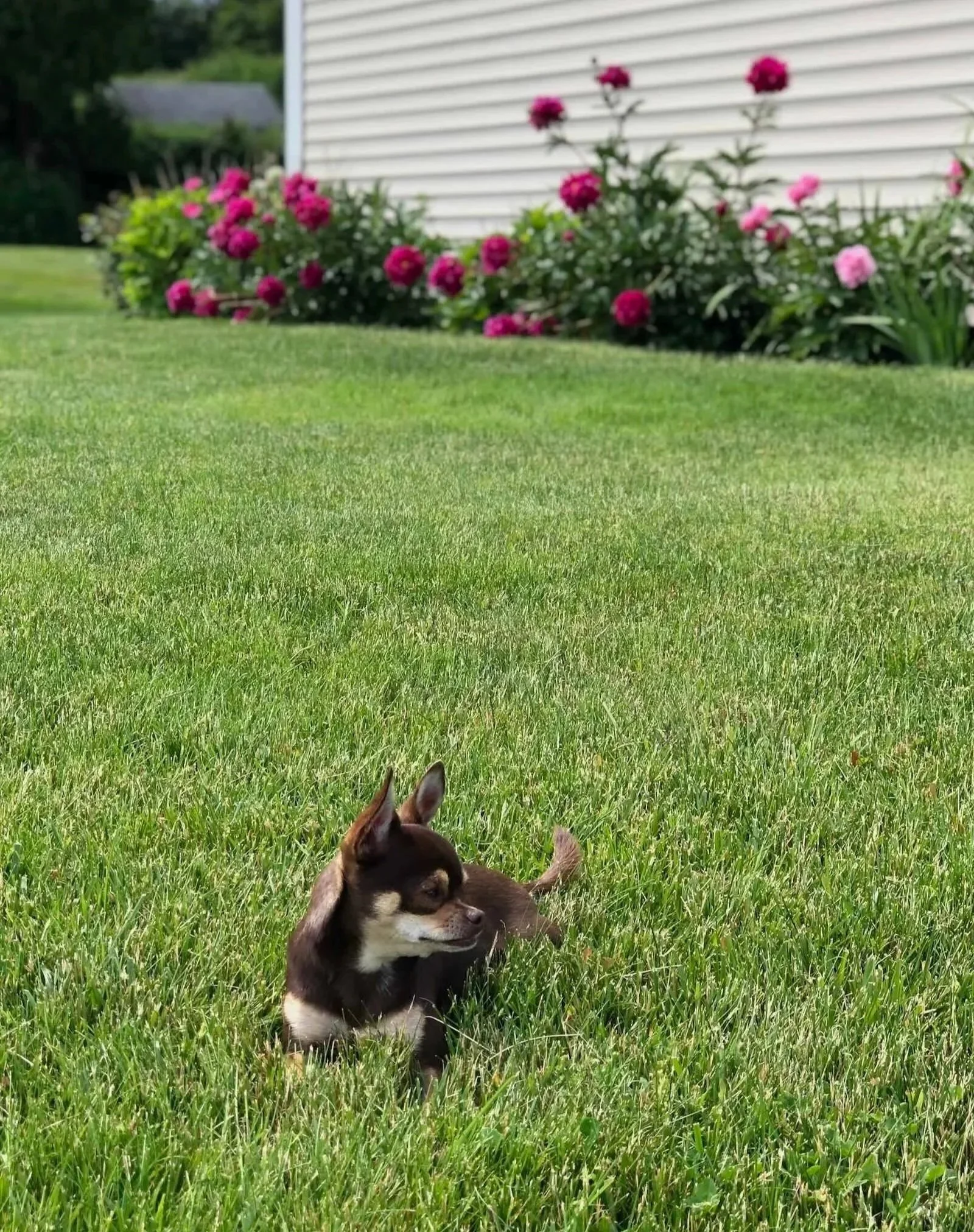 A small brown and white puppy lying on a green lawn with pink and magenta flowers in the background, near a white house siding.