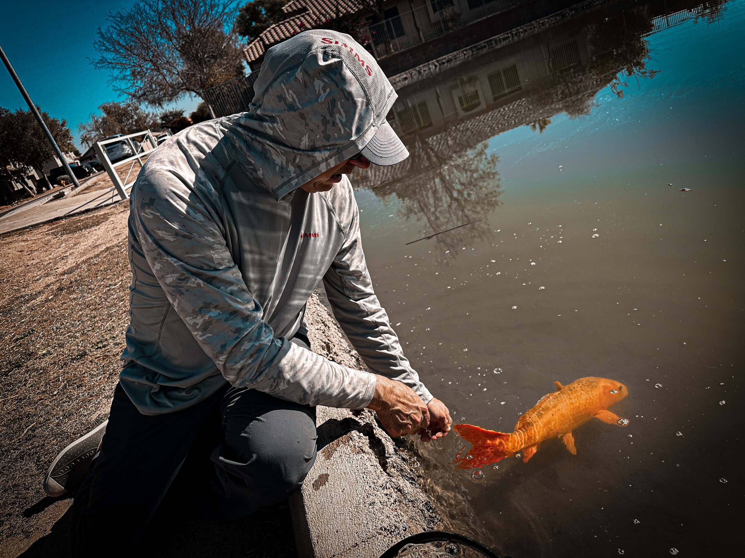 Urban Carp and Koi