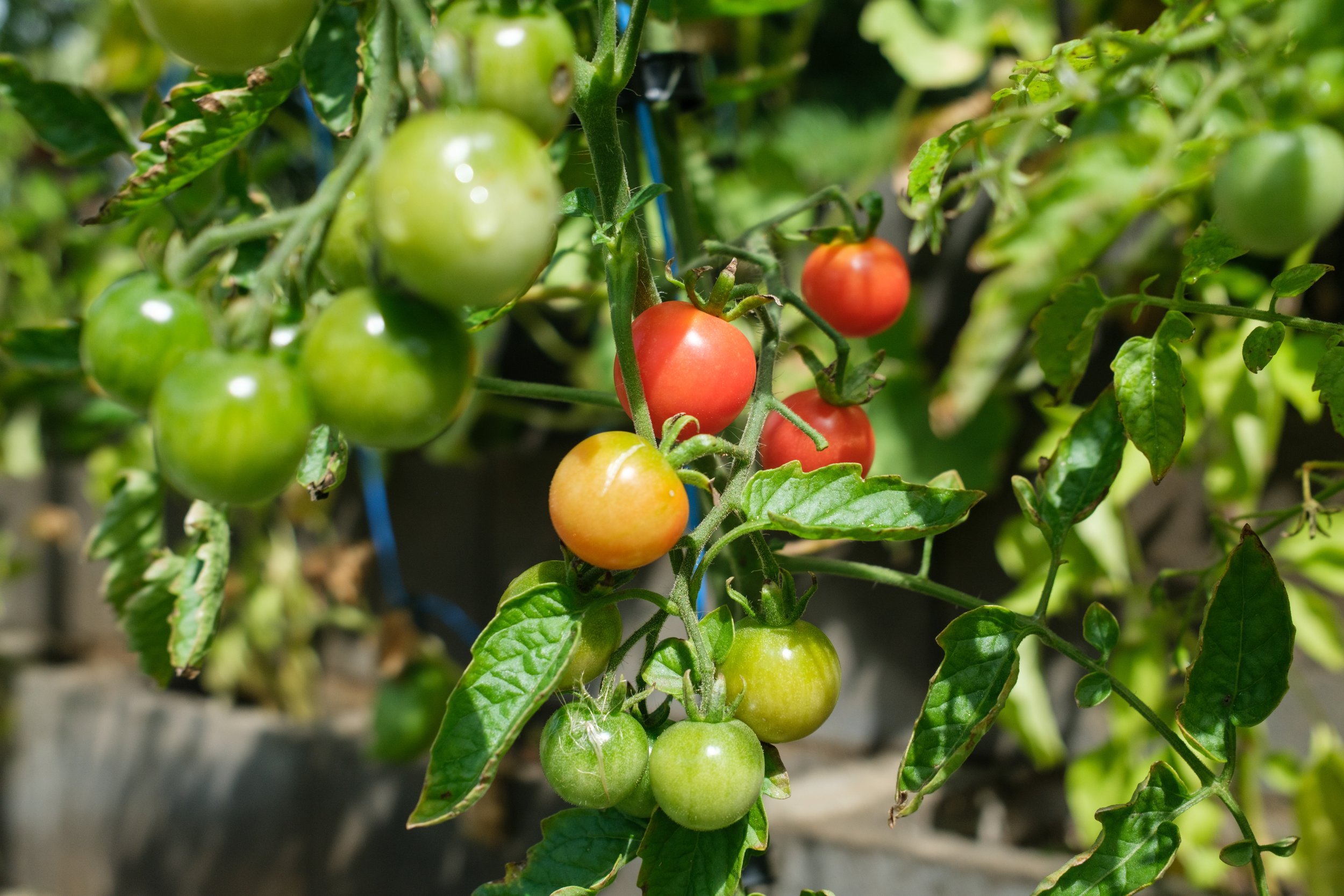 How to Grow Tomatoes in the UK