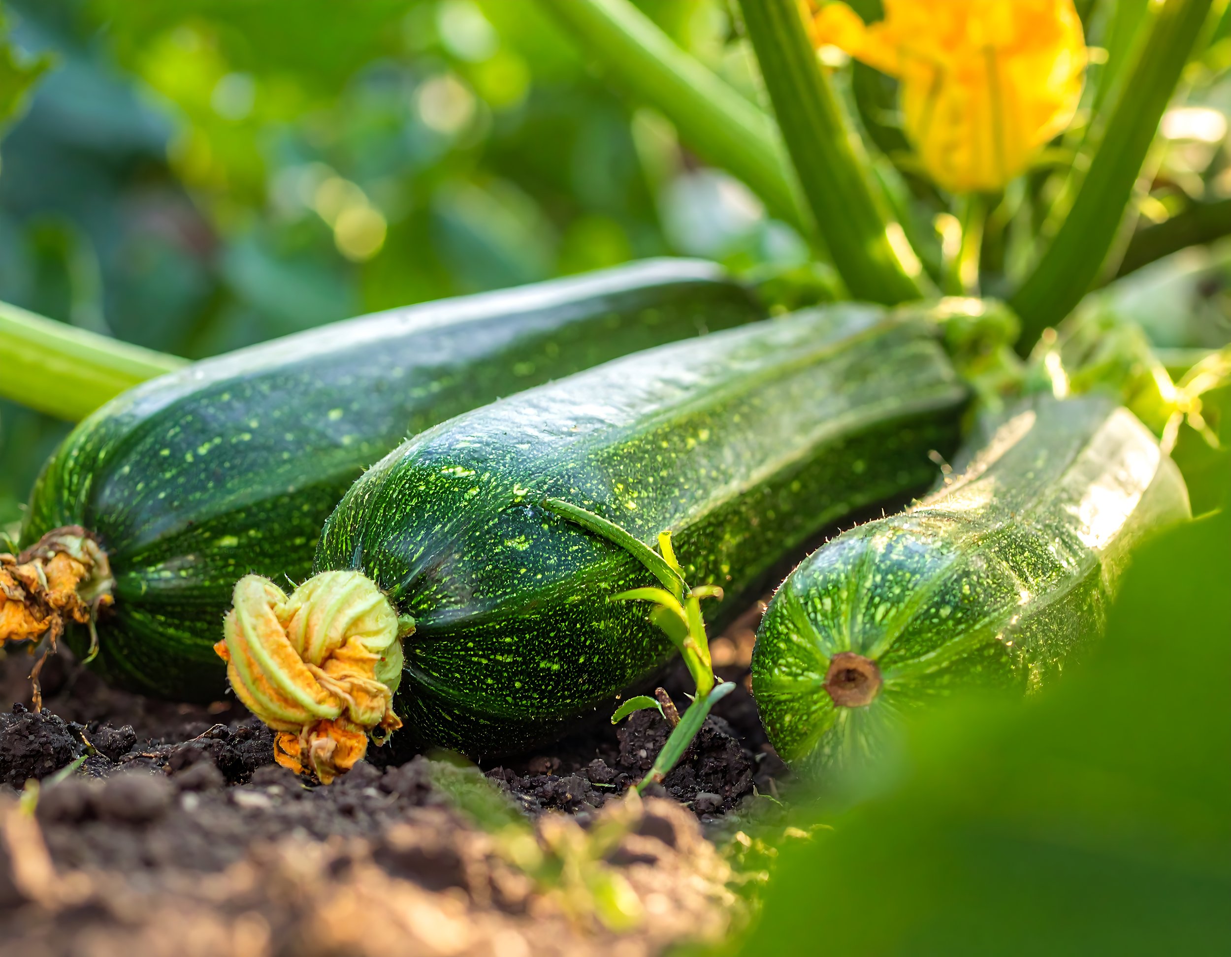 How to Grow Courgettes in the UK