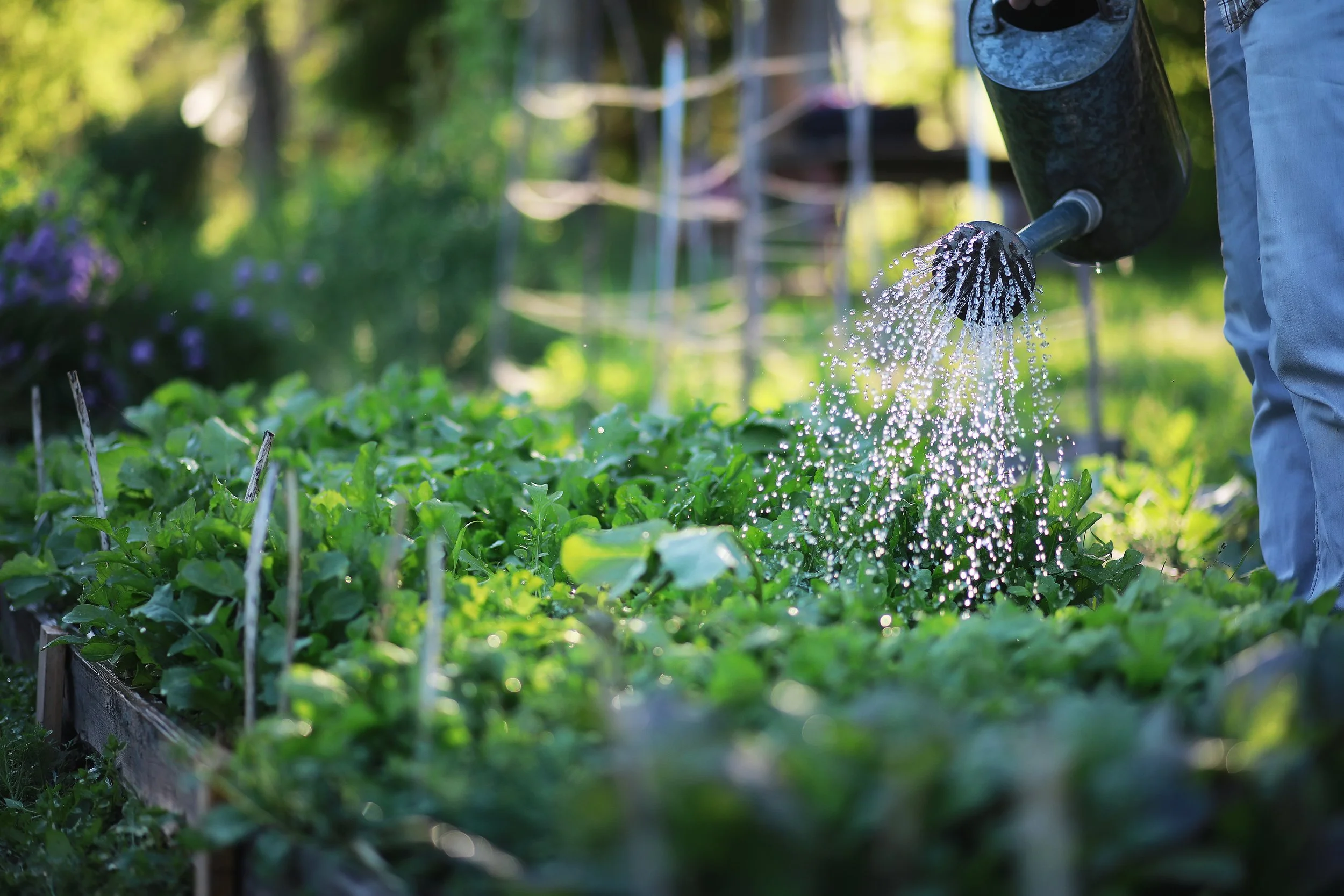 How often to water a vegetable garden