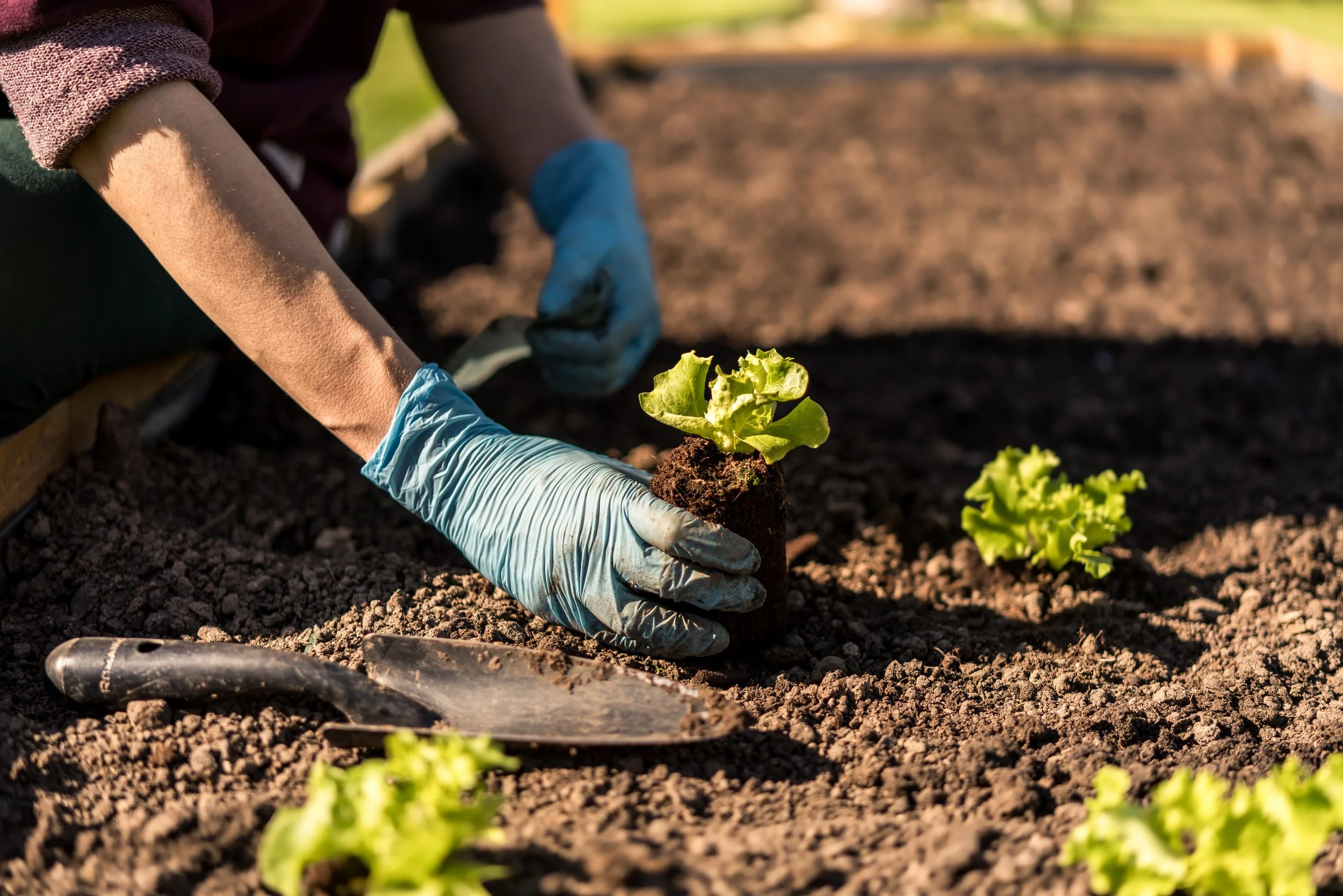 How to Prepare Soil for a Vegetable Garden
