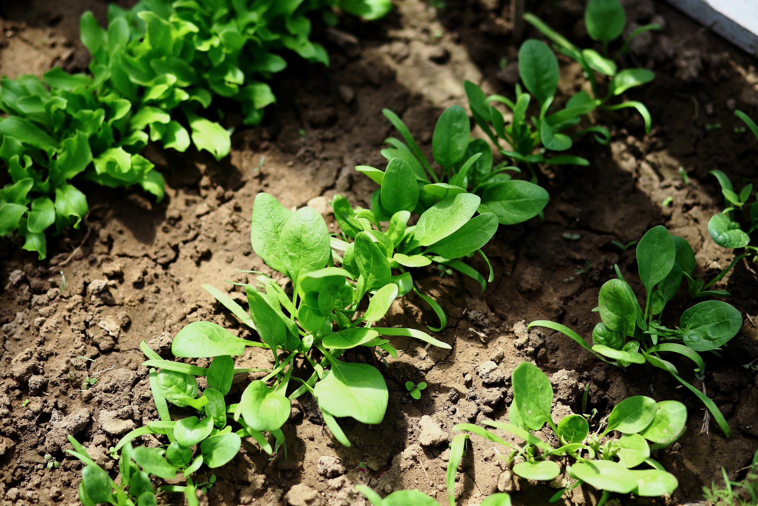 What to Plant in June in the UK