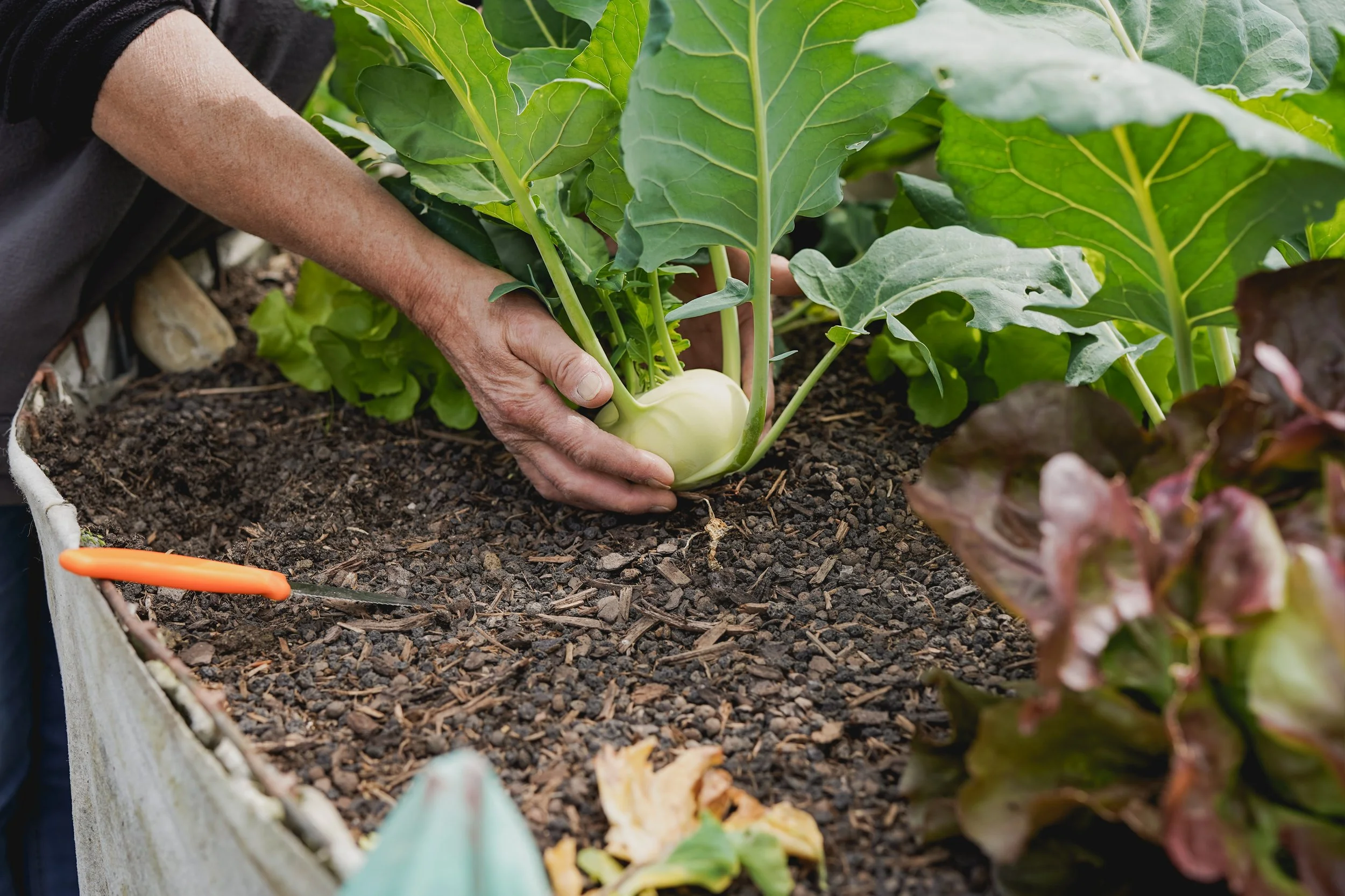 What to Plant in July in the UK