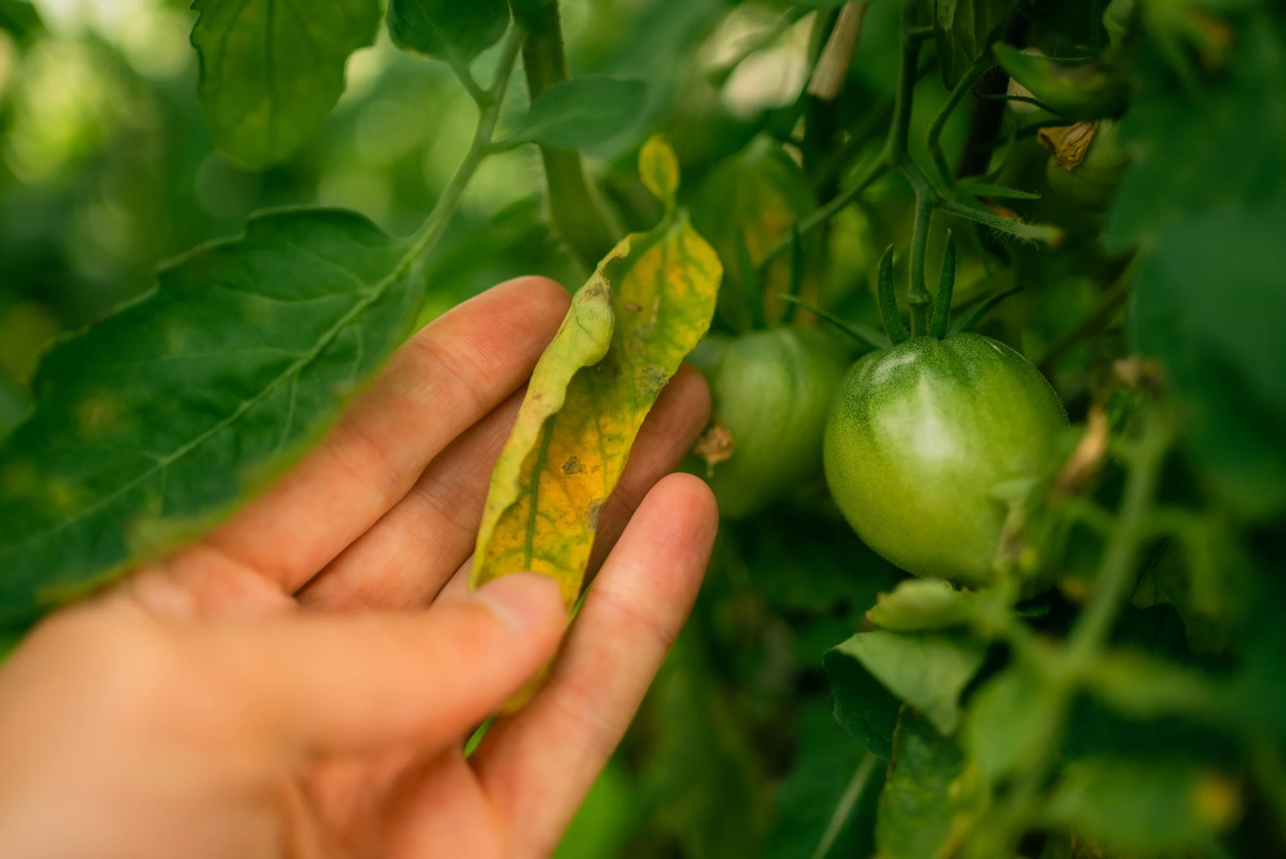 Why Tomato Leaves Turn Yellow (and How to Fix It)