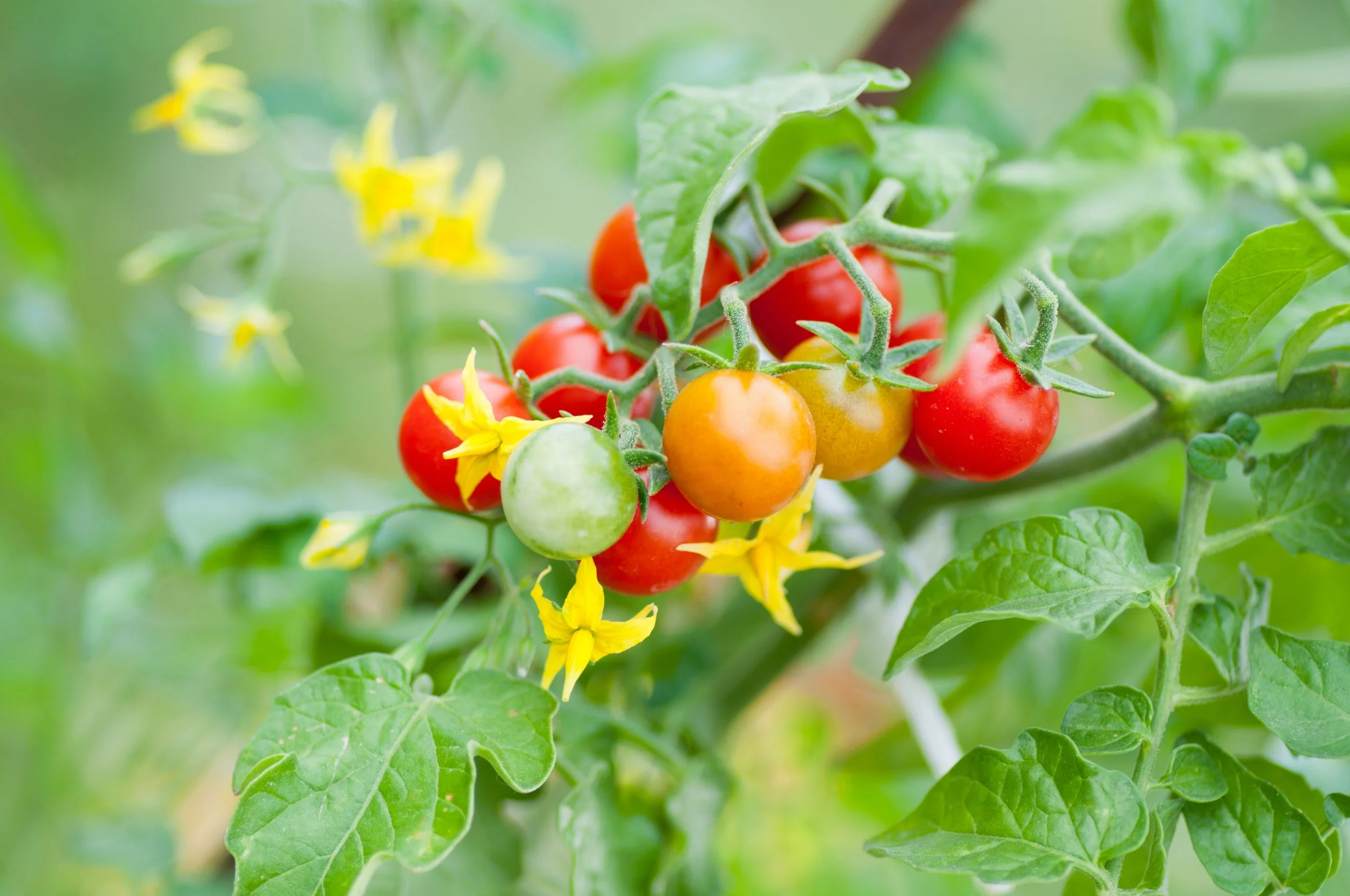 Why Tomato Plants Aren’t Flowering (and How to Fix It)