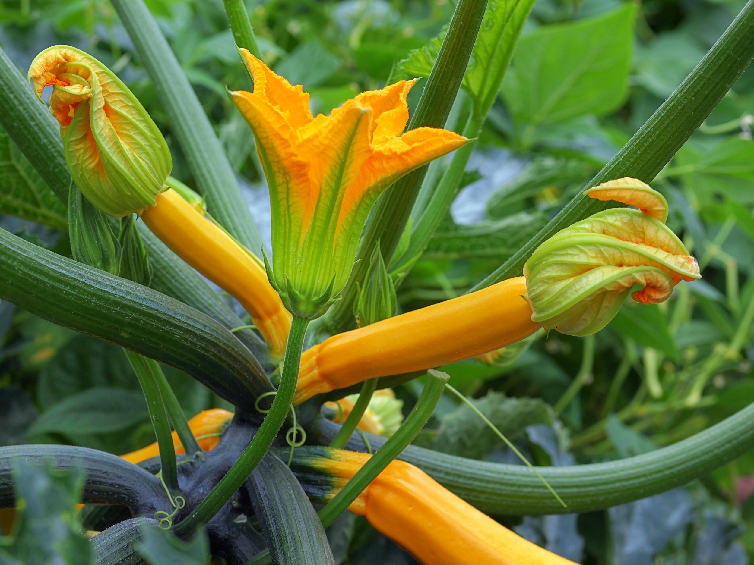 Why Courgette Flowers Fall Off (and What to Do)