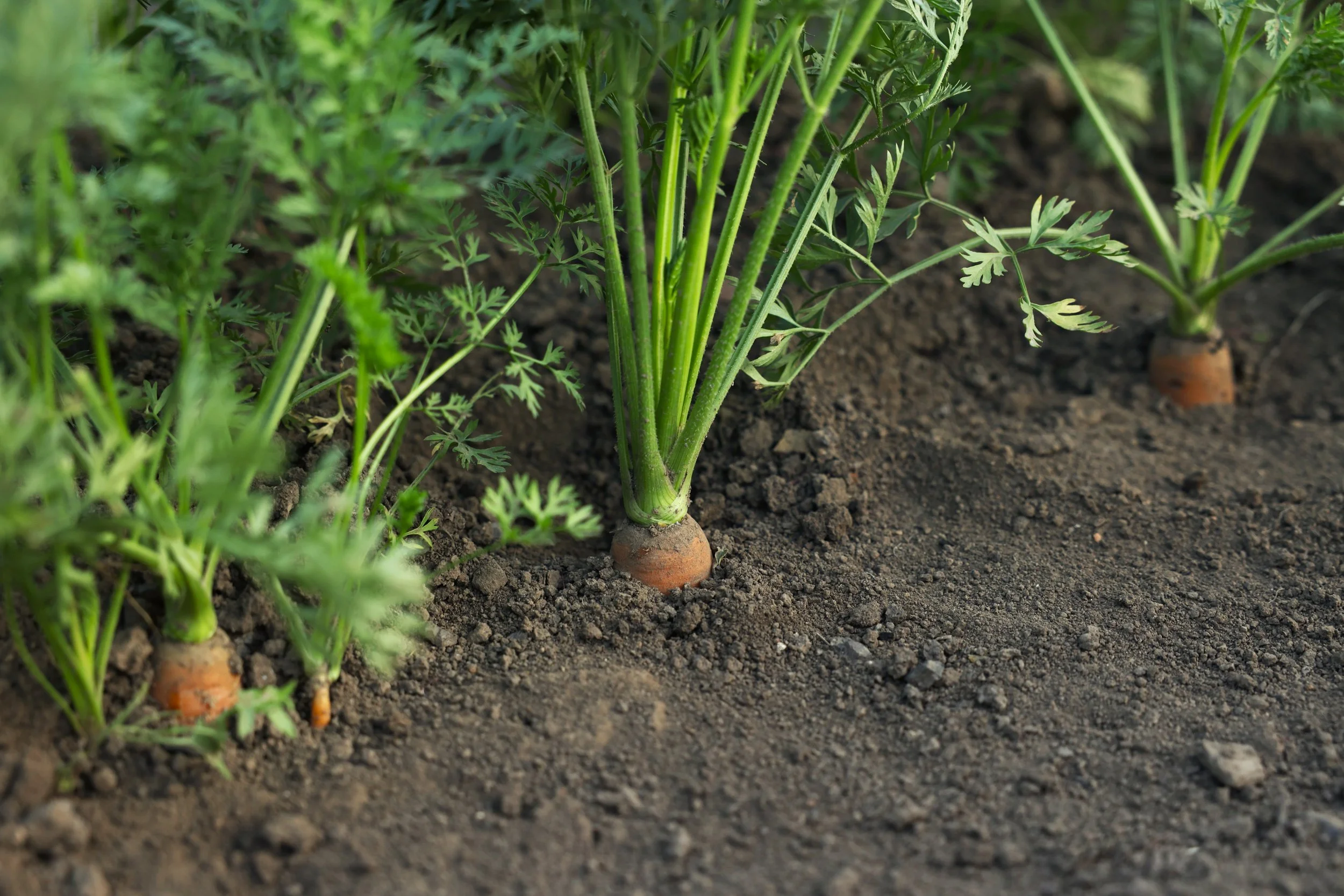Why Carrots Grow Forked (and How to Prevent It)