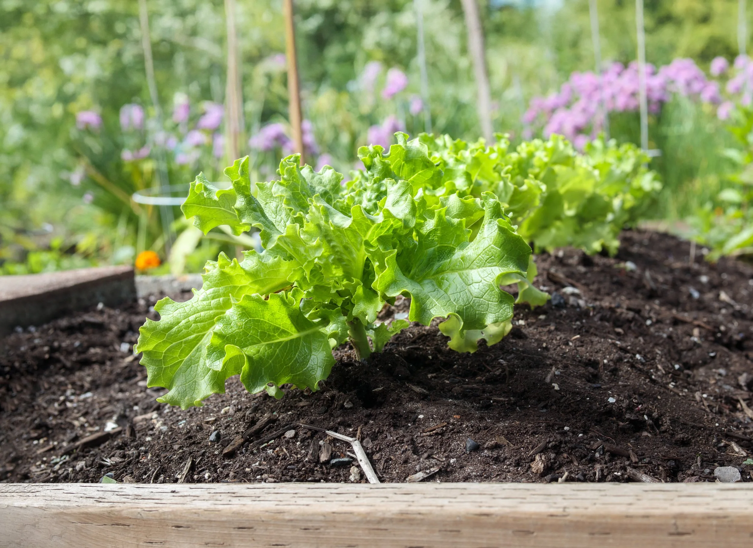 Why Lettuce Tastes Bitter (and How to Prevent It)