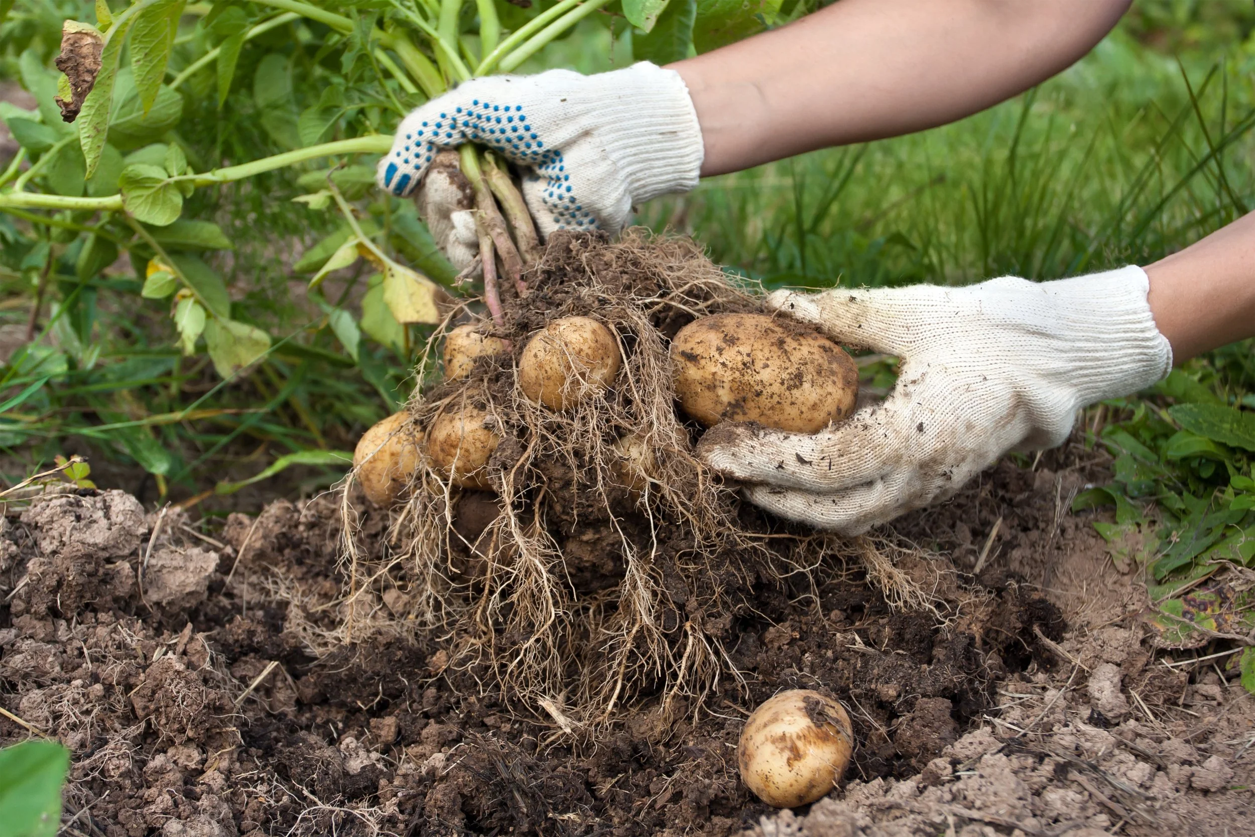 When to Harvest Potatoes