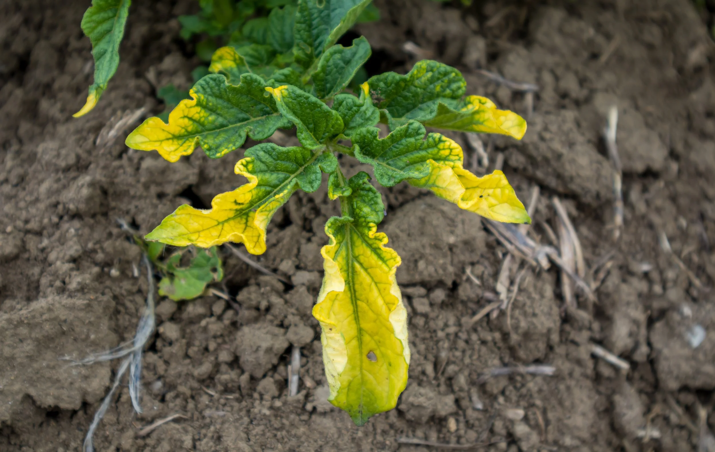 Why Potato Leaves Turn Yellow (and What to Do)