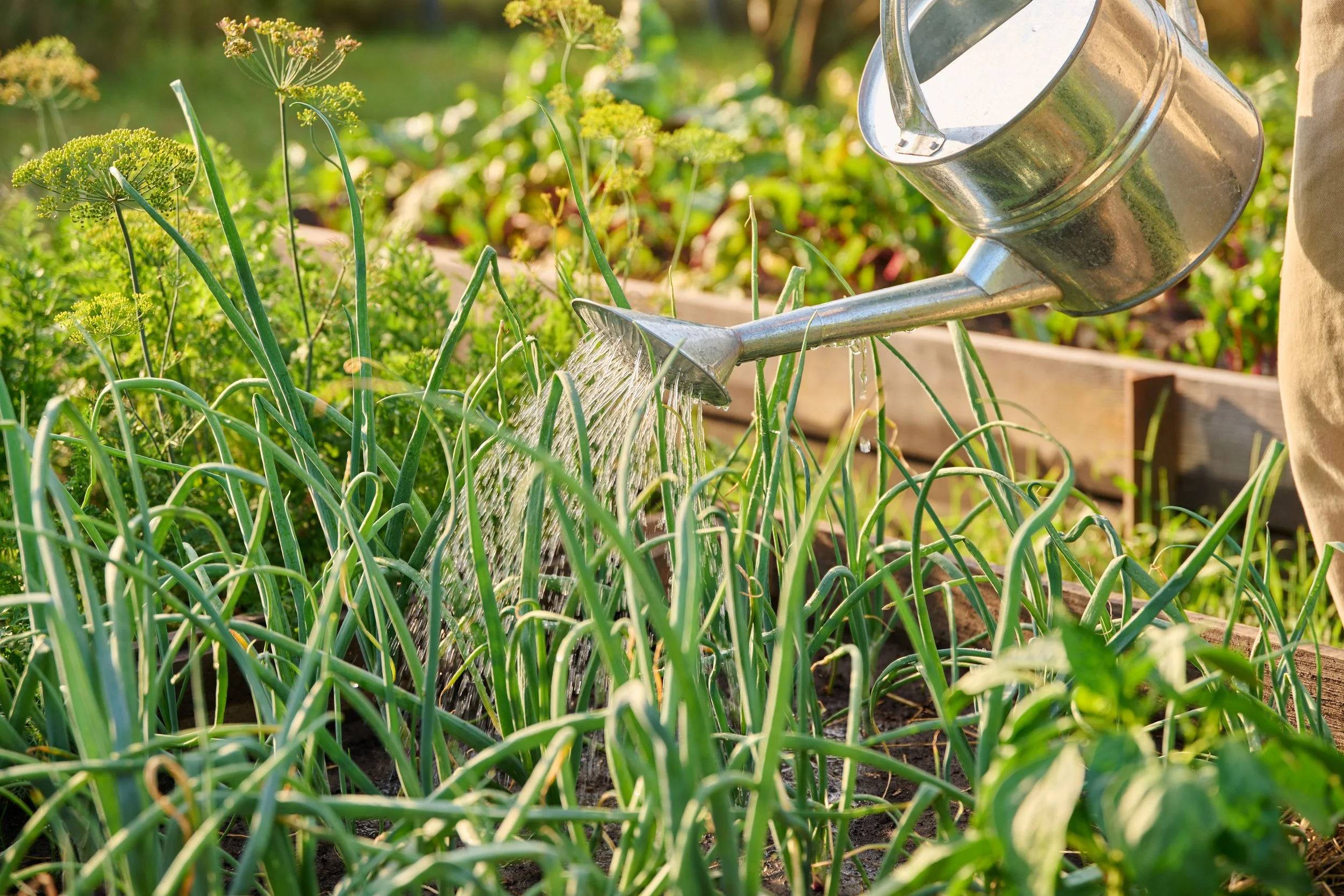 How Often to Water Onions
