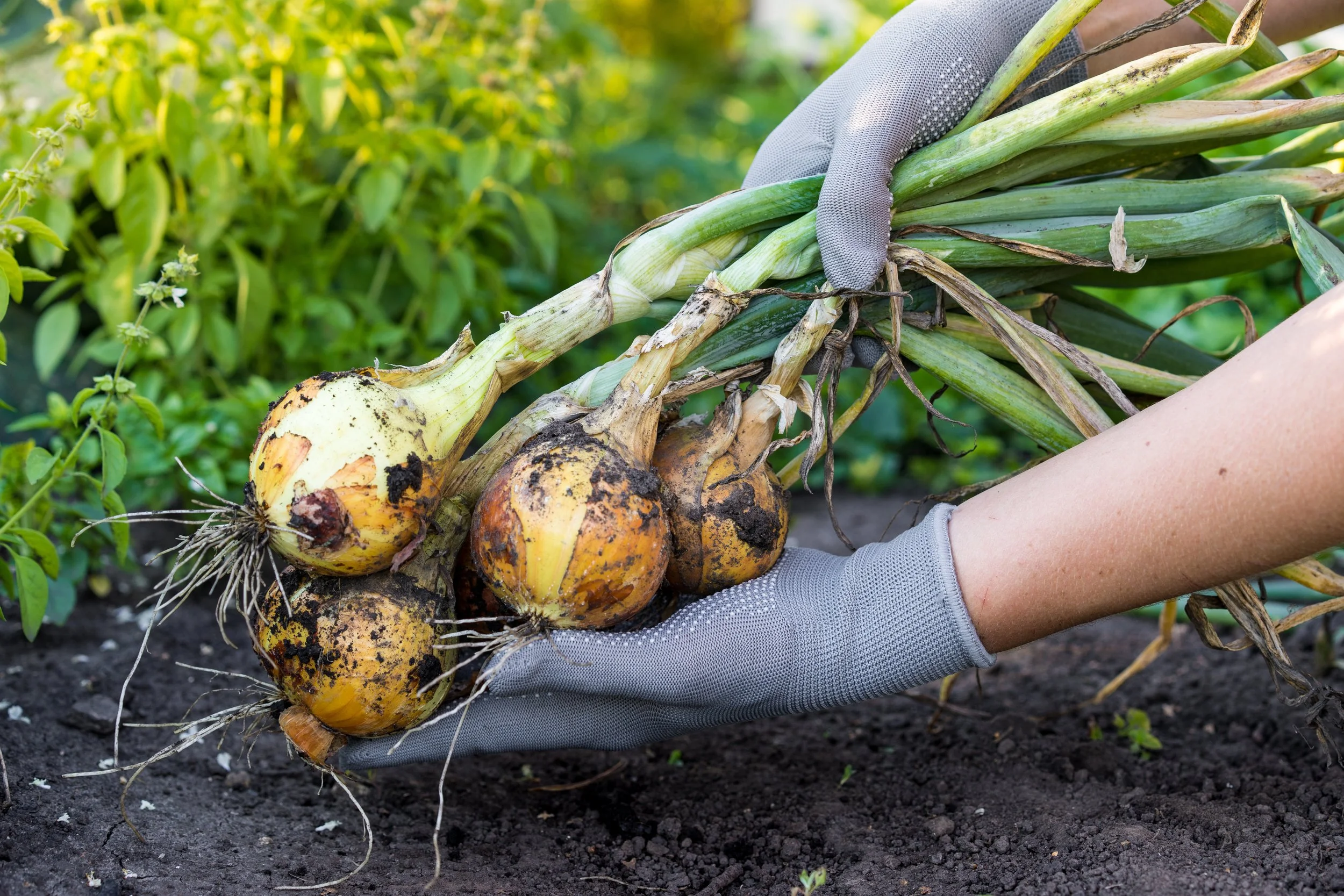 When to Harvest Onions