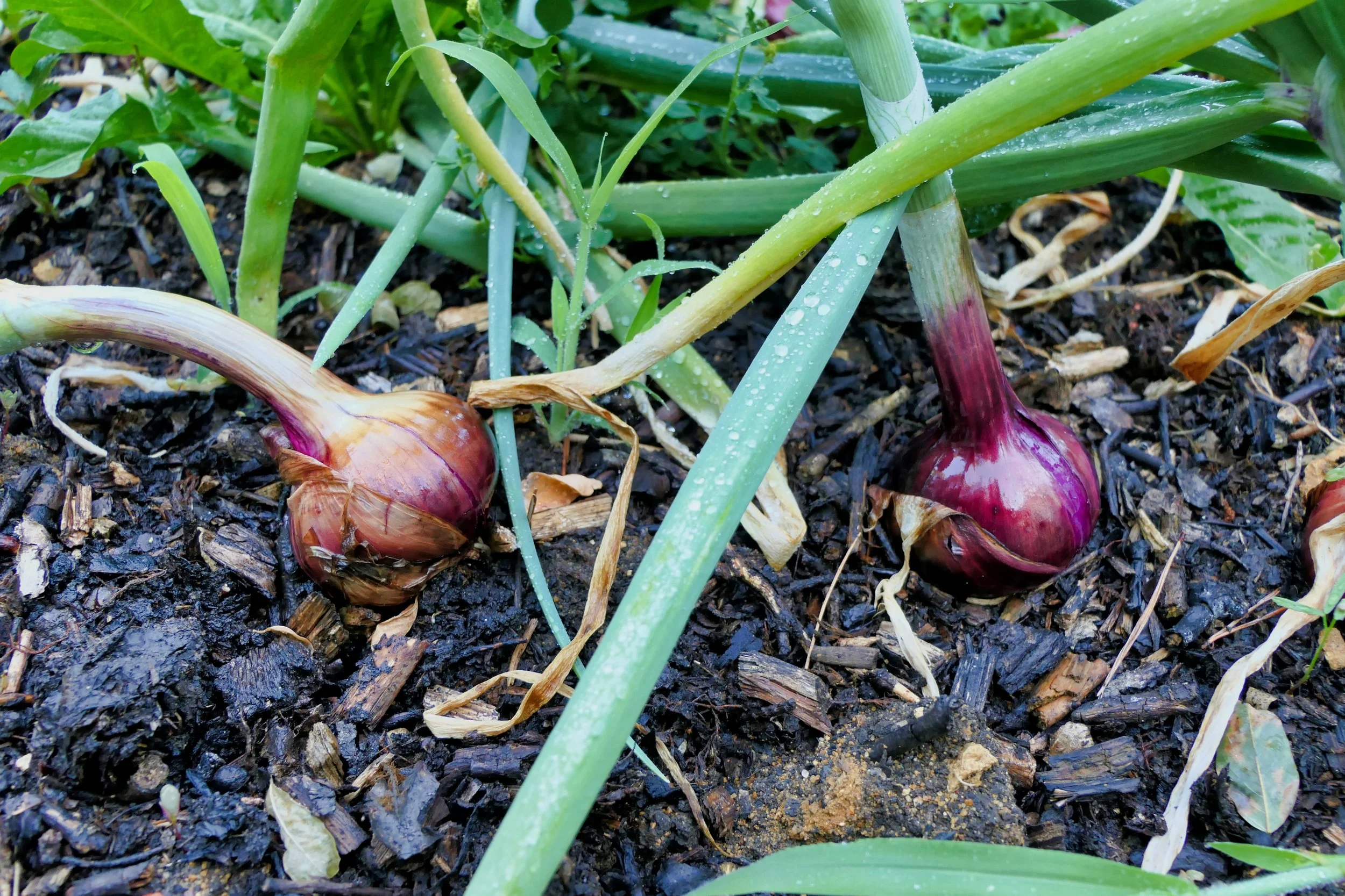 Why Onions Don’t Form Bulbs (and How to Fix It)