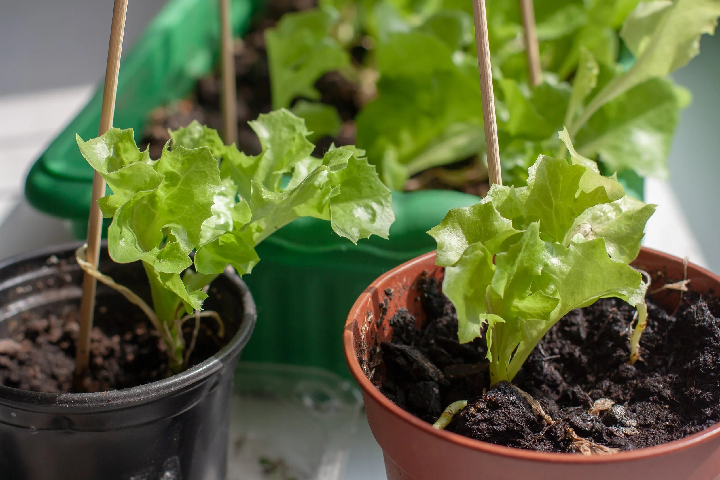 Growing Lettuce in Containers