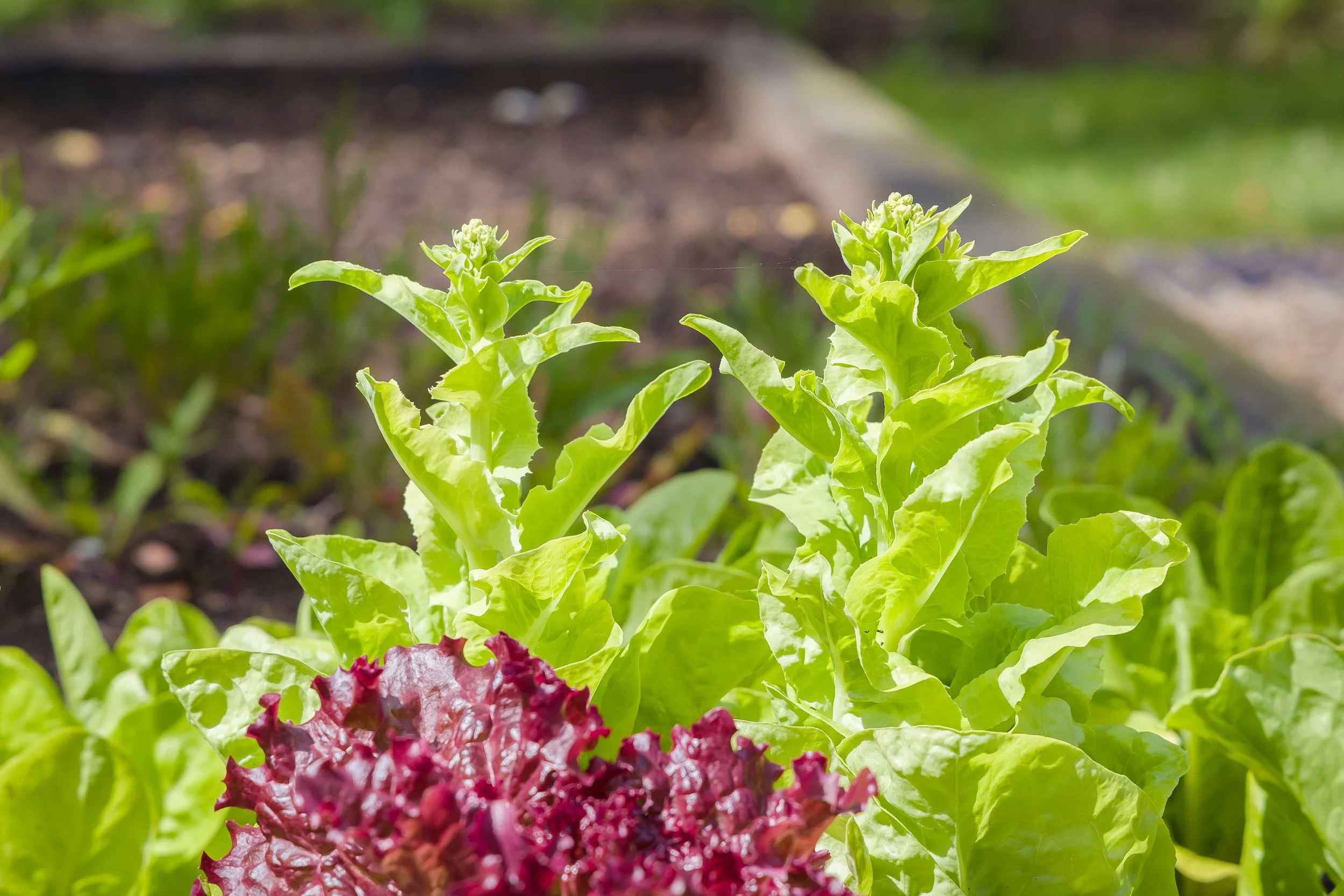 Why Lettuce Bolts (and How to Prevent It)