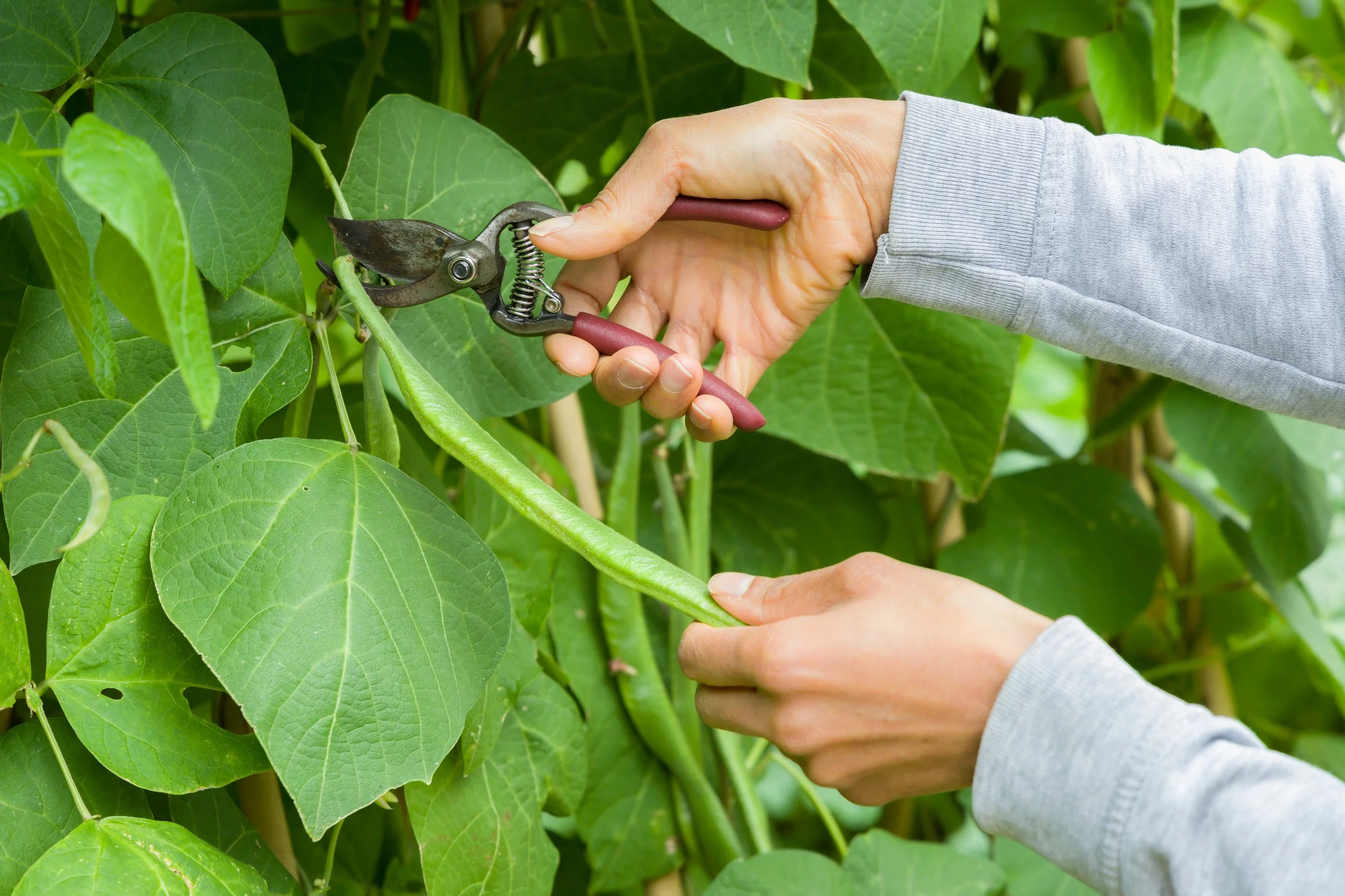 When to Harvest Runner Beans