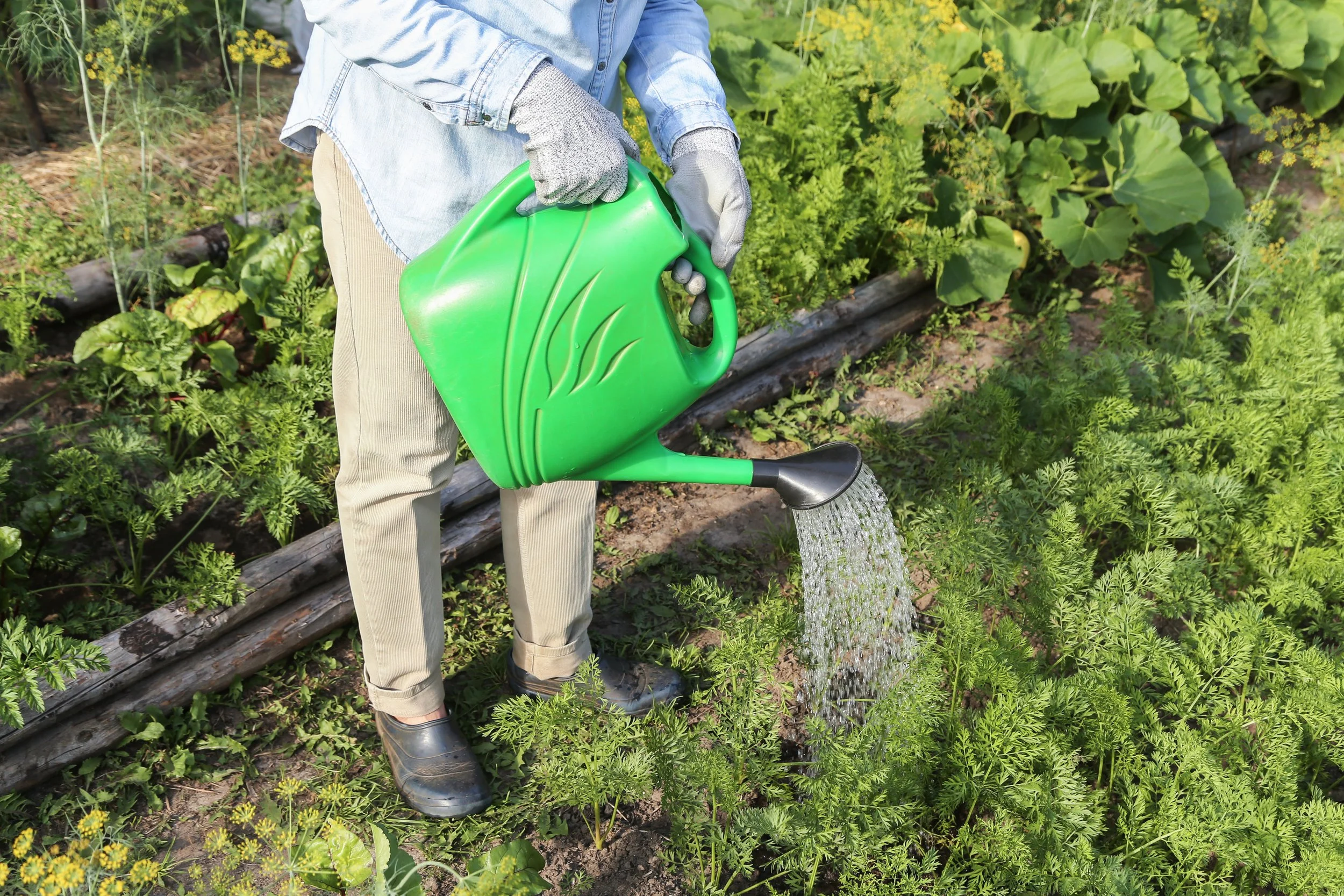 How Often to Water Carrots