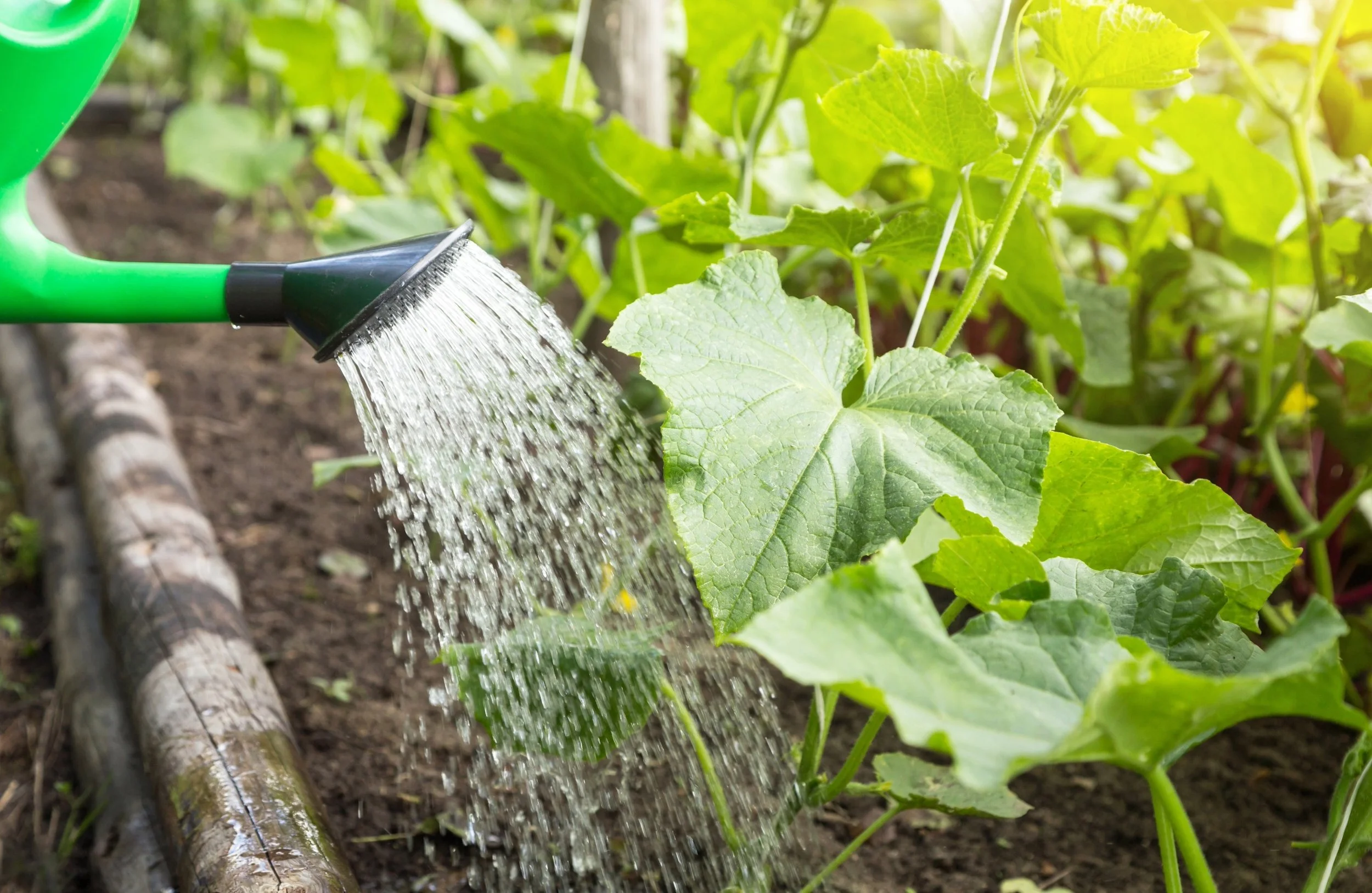 How Often to Water Cucumbers