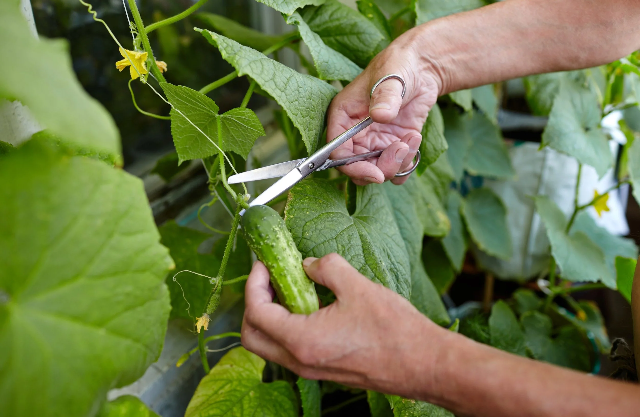 When to Harvest Cucumbers