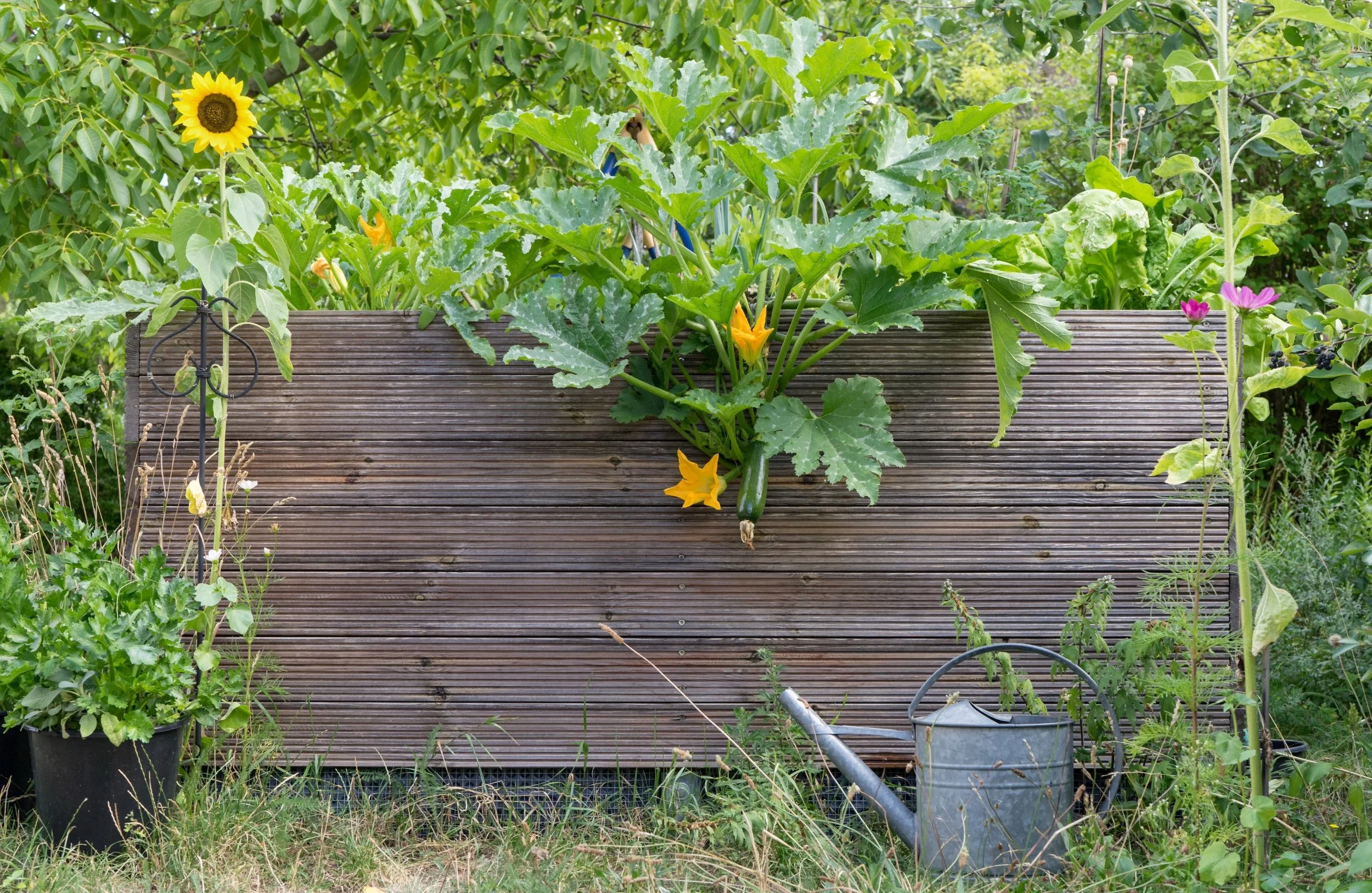 Growing Courgettes in Containers