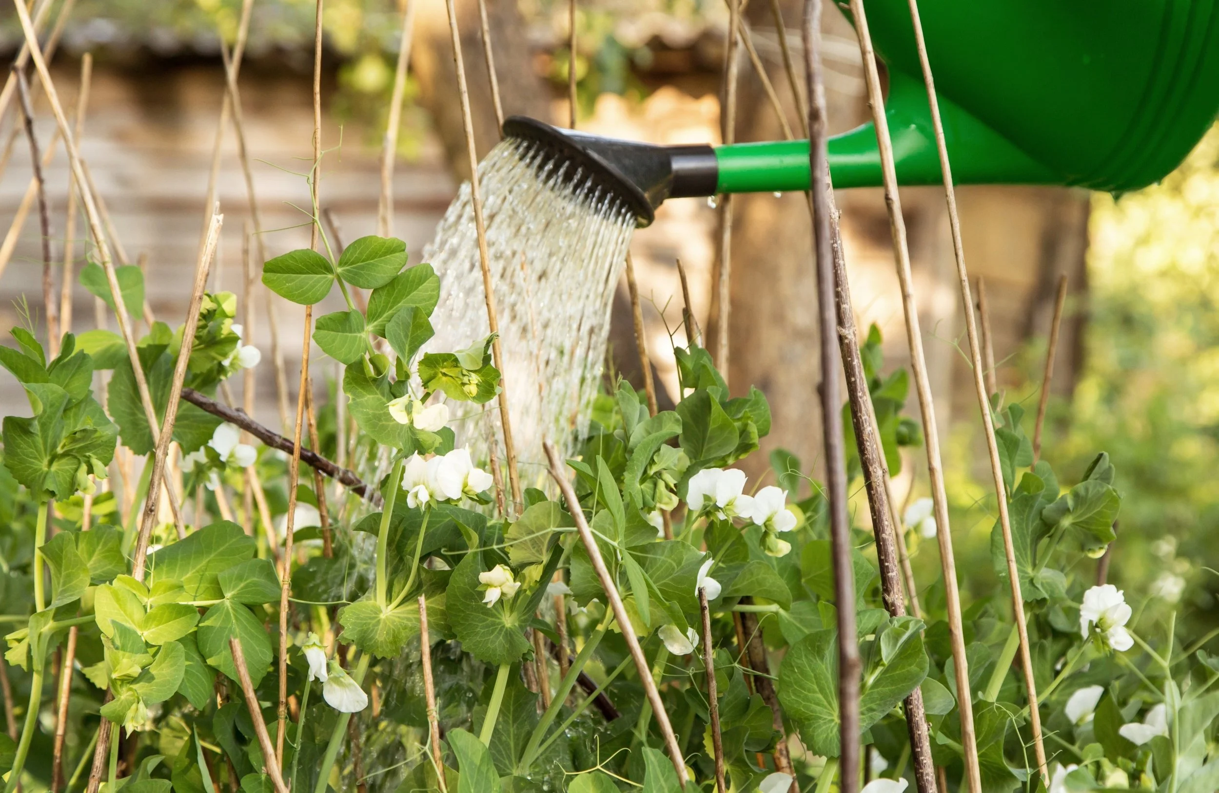 How Often to Water Peas