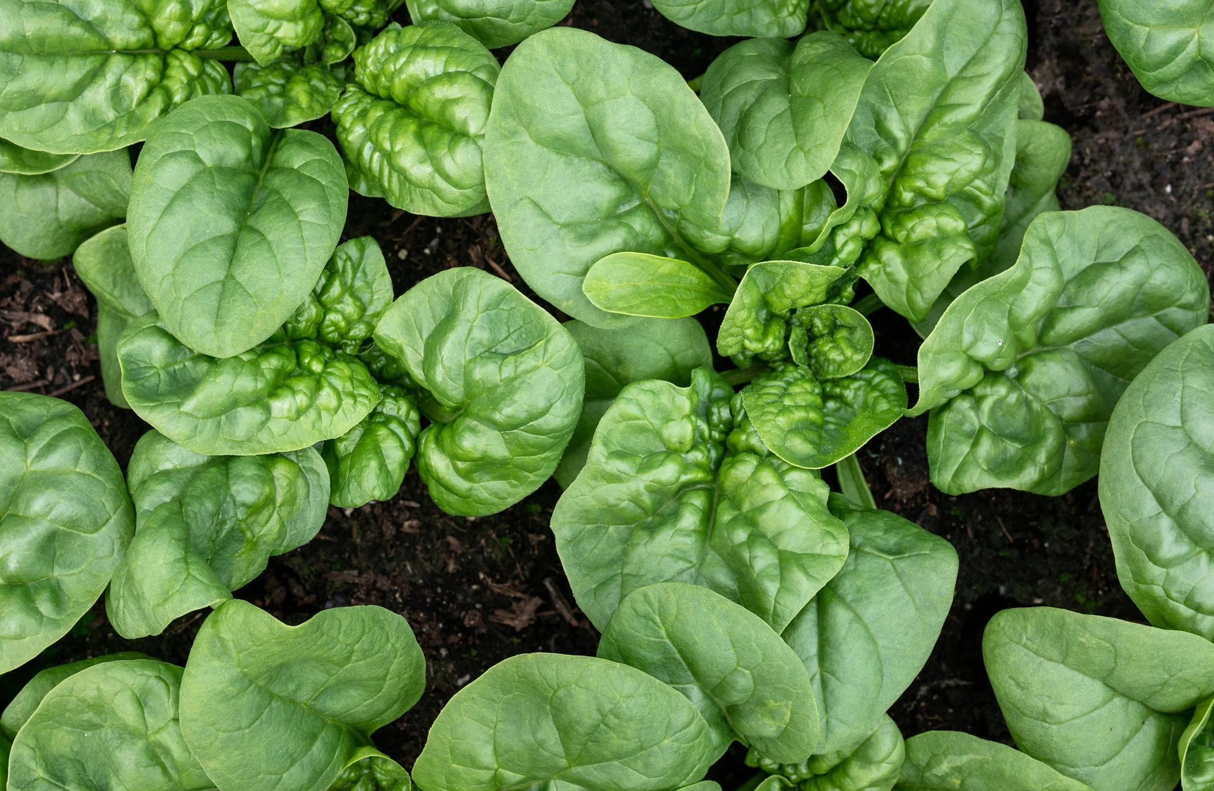 When to Plant Spinach in the UK