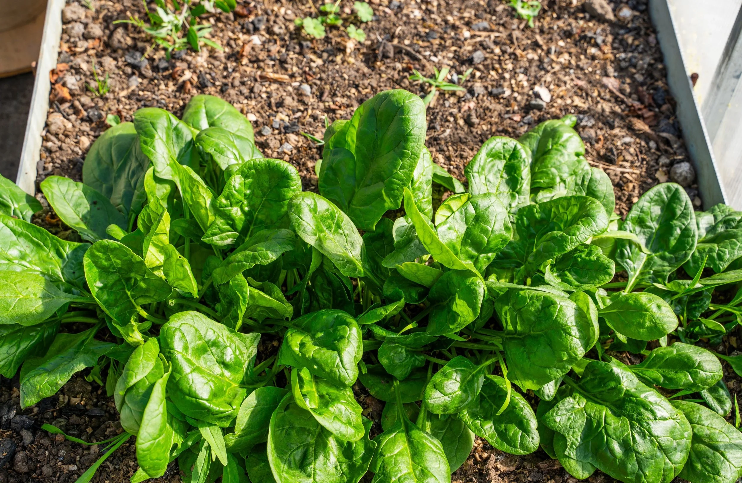 Growing Spinach in Containers