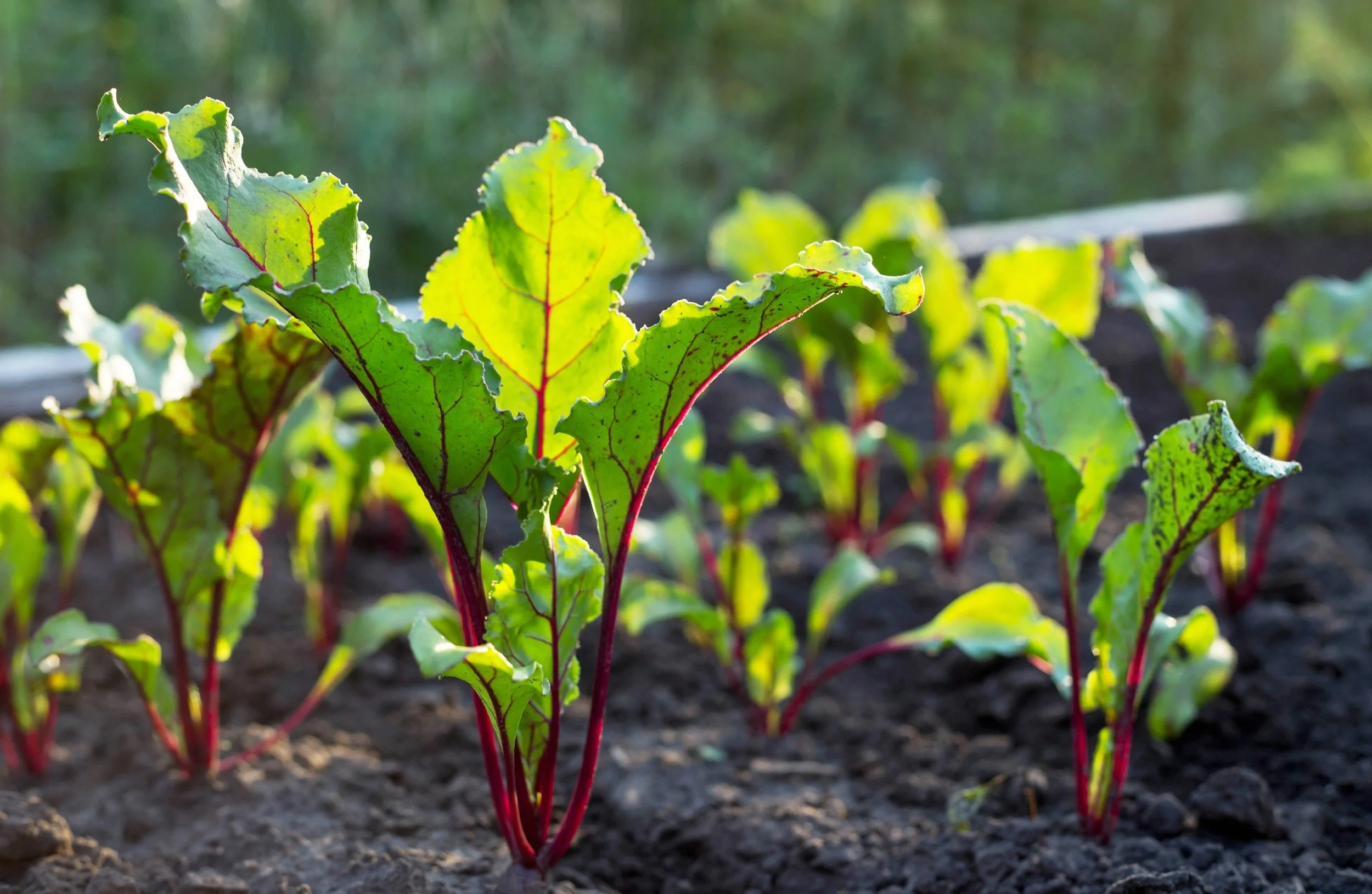 When to Plant Beetroot in the UK