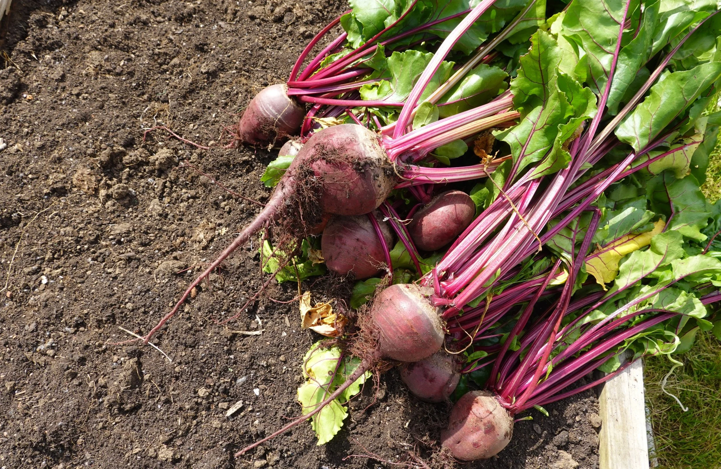 Beetroot Size When to Harvest Beetroot | Grow Veg UK Style — Grow Veg UK Style