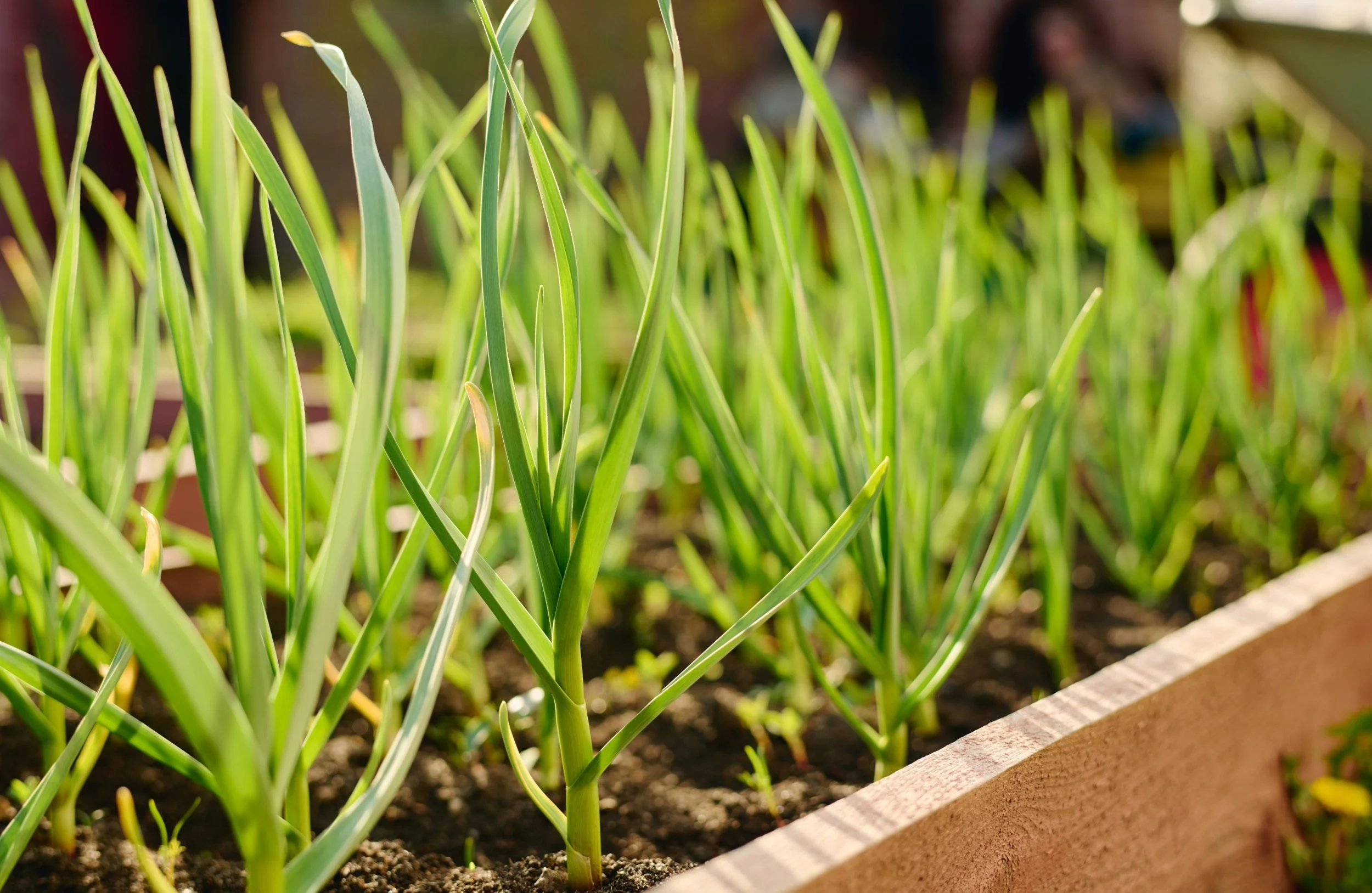 Growing Garlic in Containers