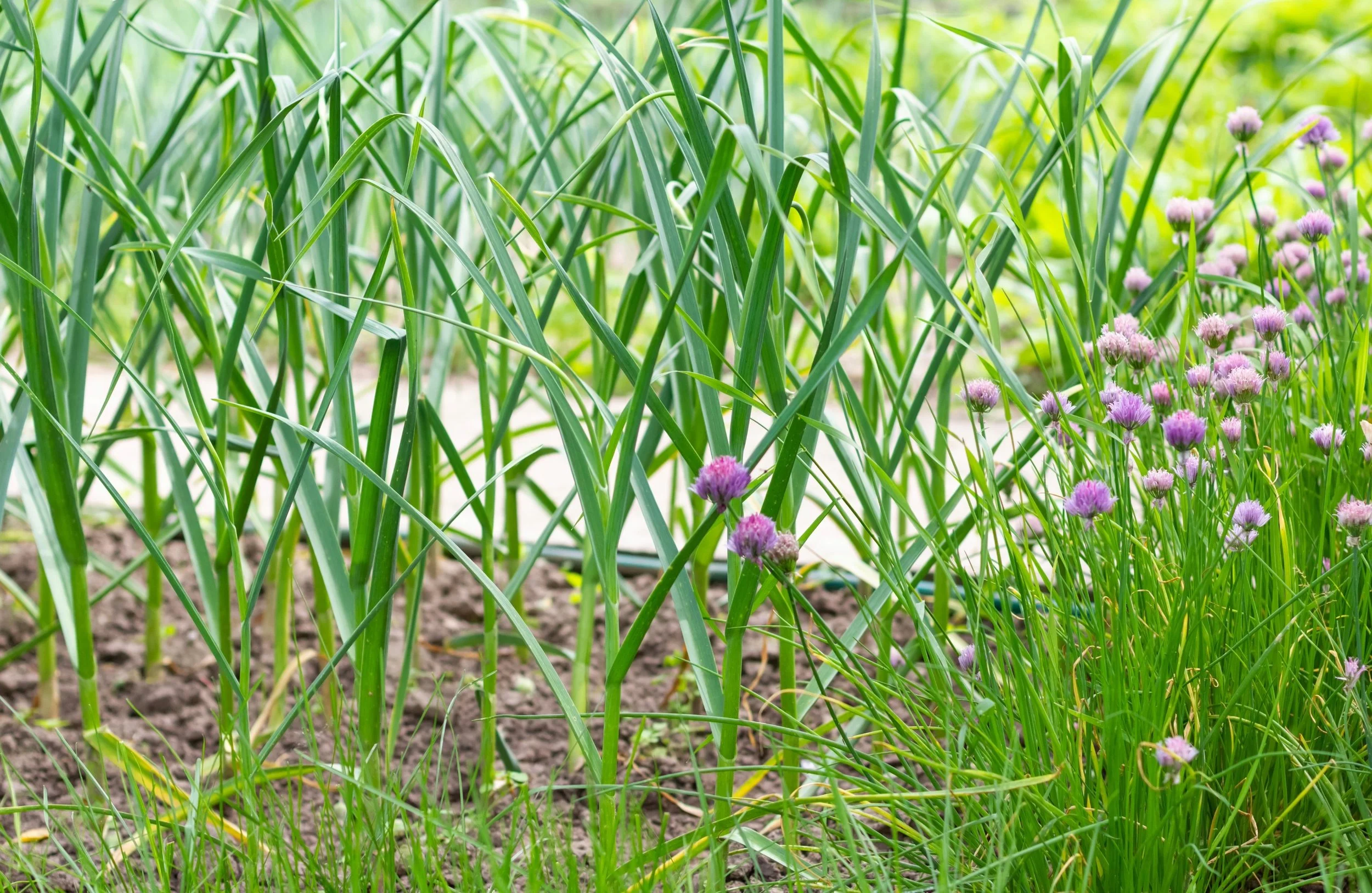 When to Harvest Garlic