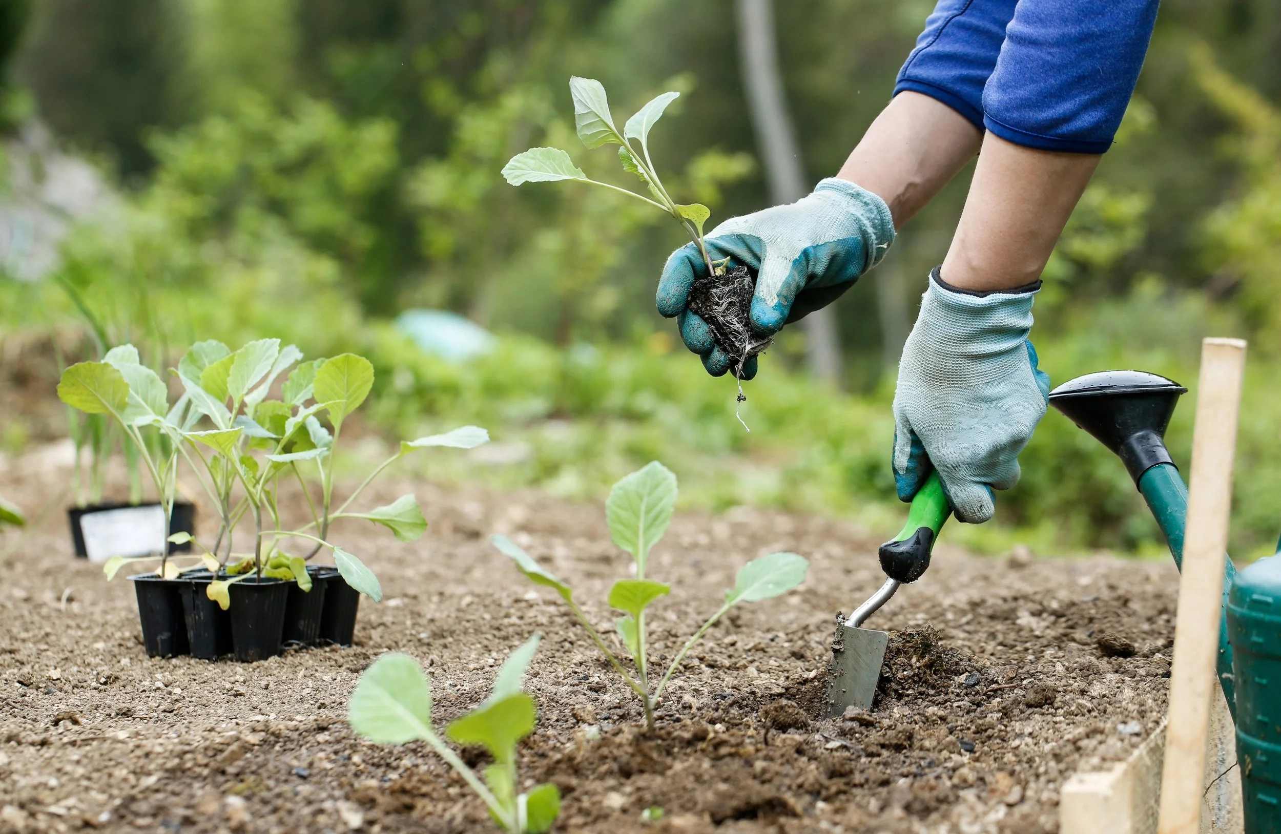 When to Plant Broccoli in the UK
