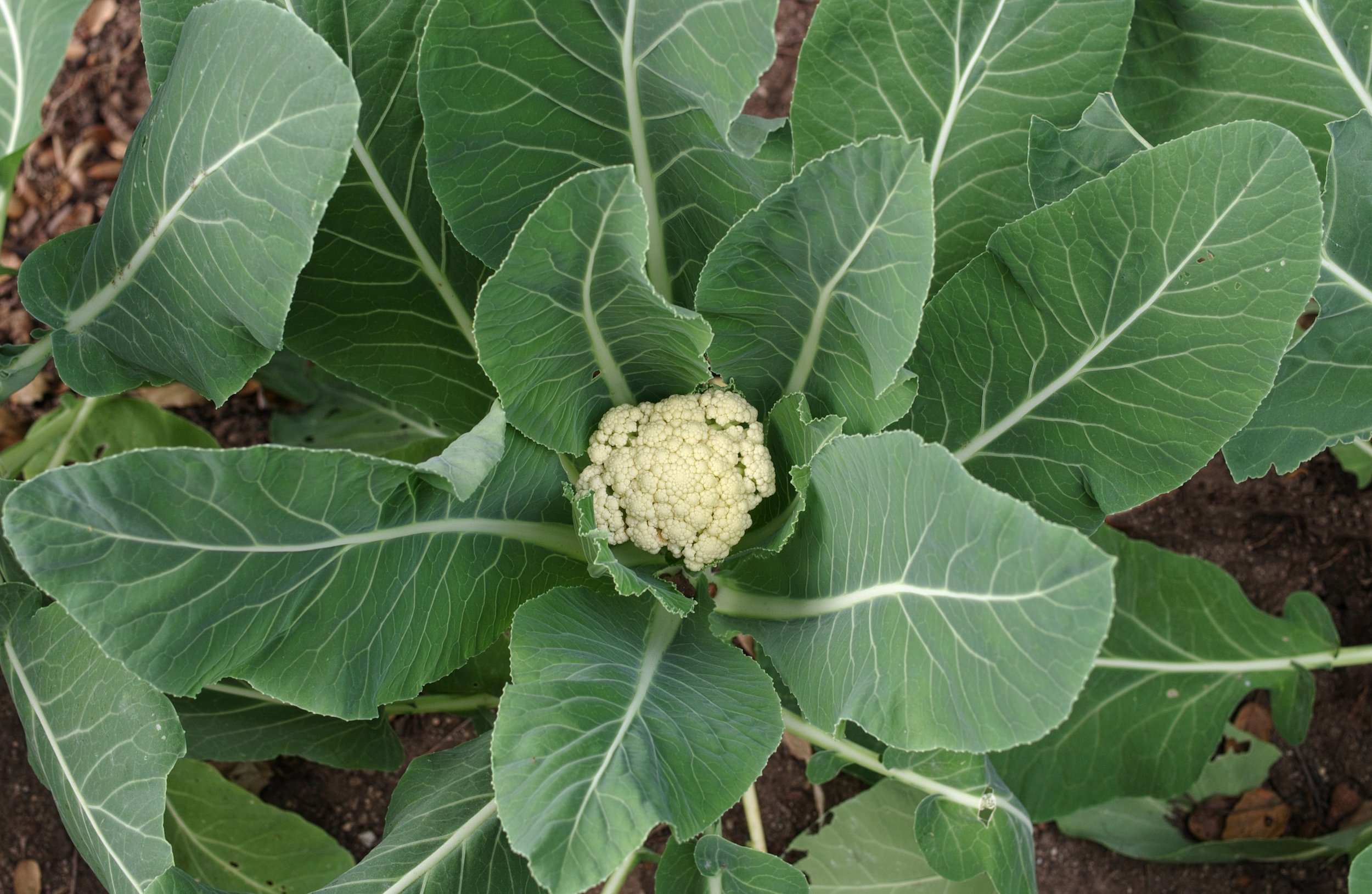 When to Harvest Cauliflower