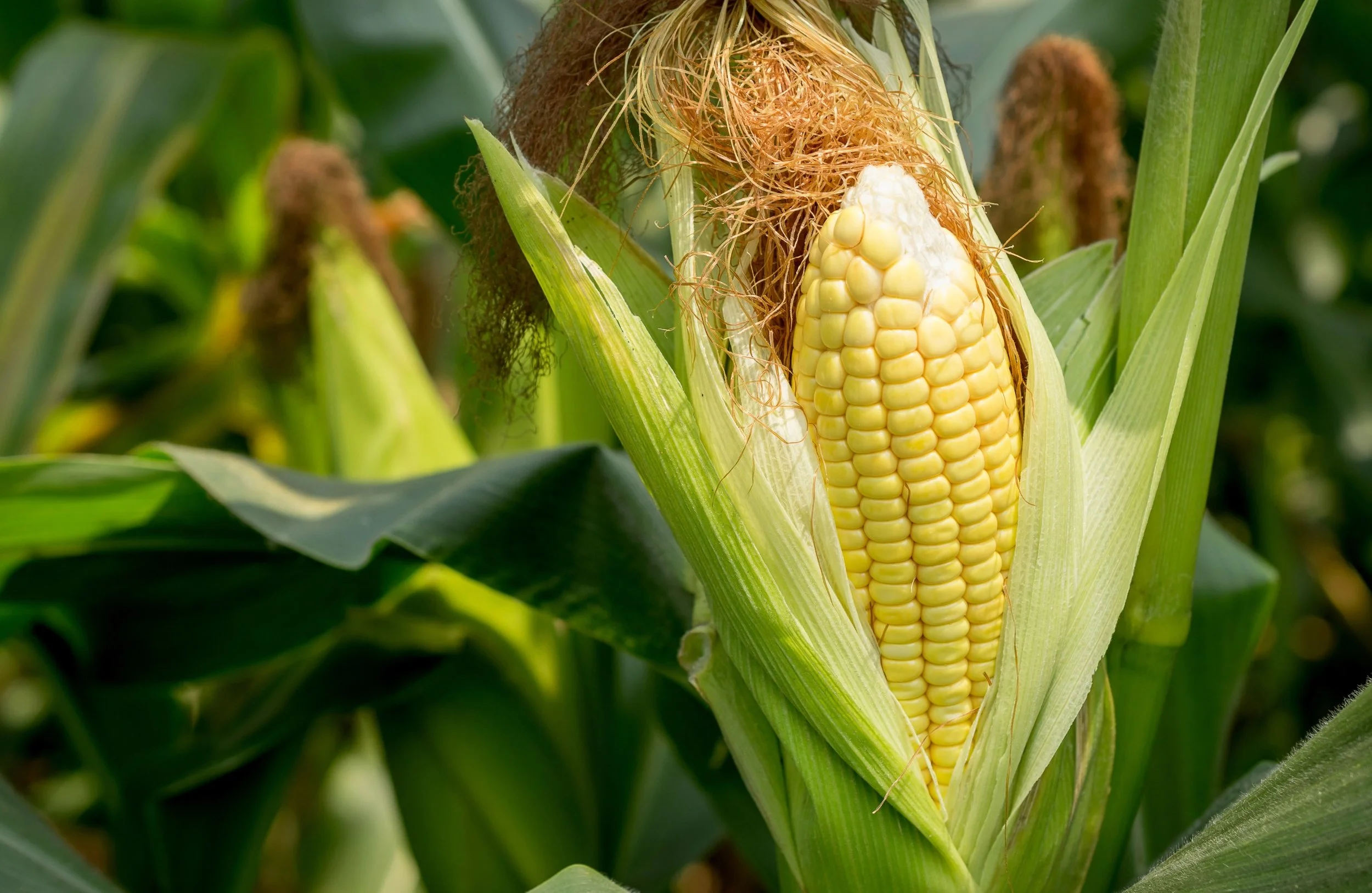 How to Grow Sweetcorn in the UK — Grow Veg UK Style