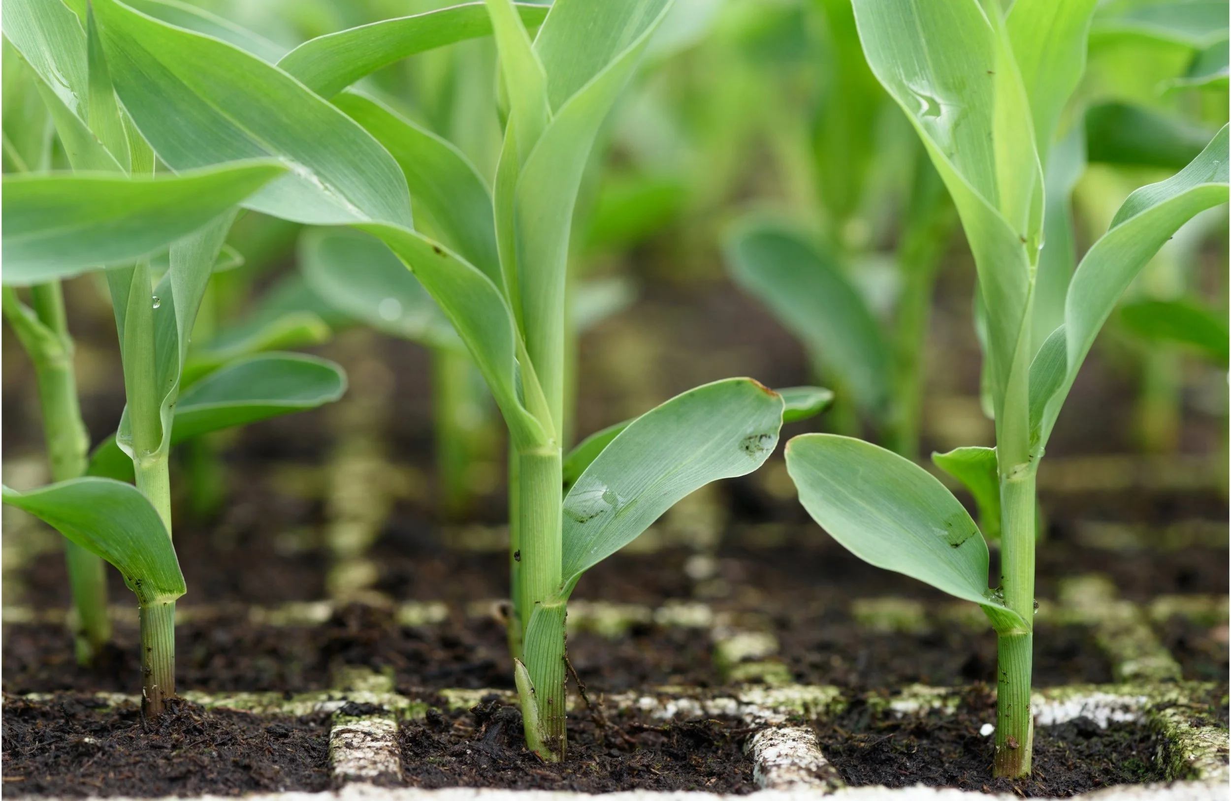 When to Plant Sweetcorn in the UK