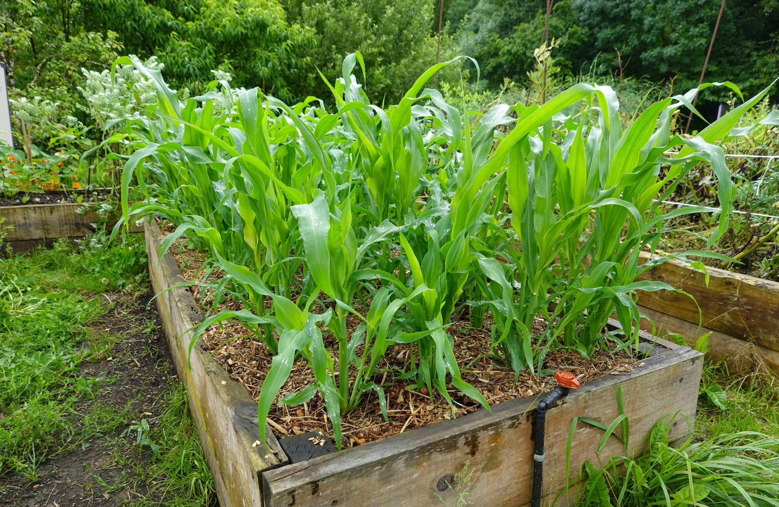 Growing Sweetcorn in Containers