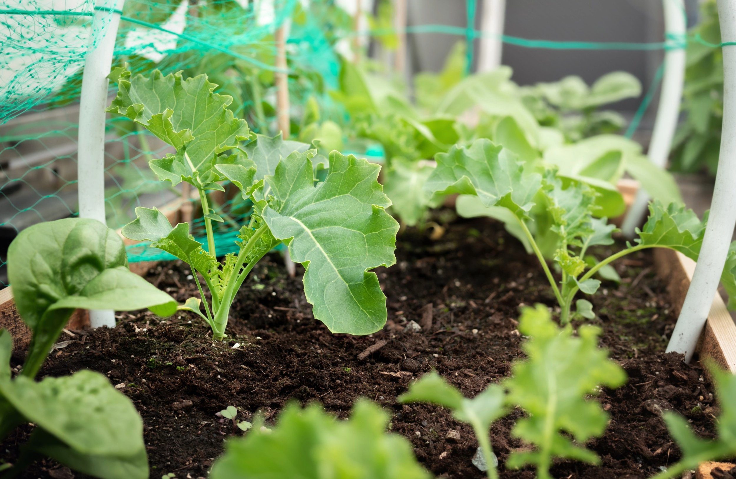 Why Kale Doesn’t Grow (and How to Fix It)