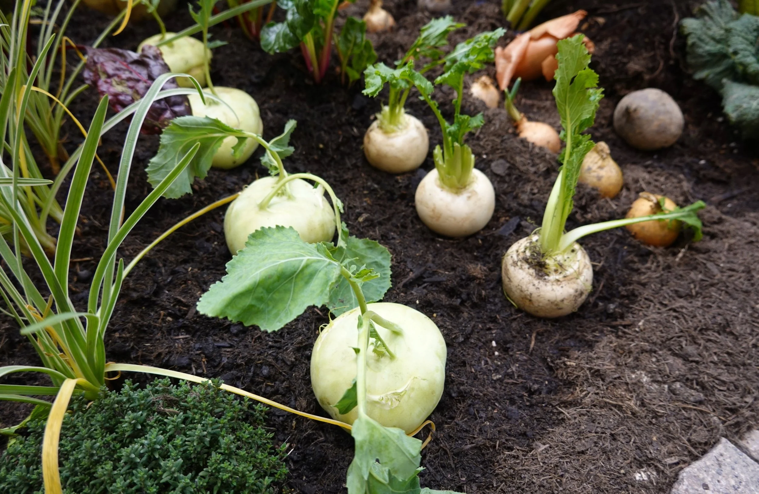 How to Grow Turnips in the UK