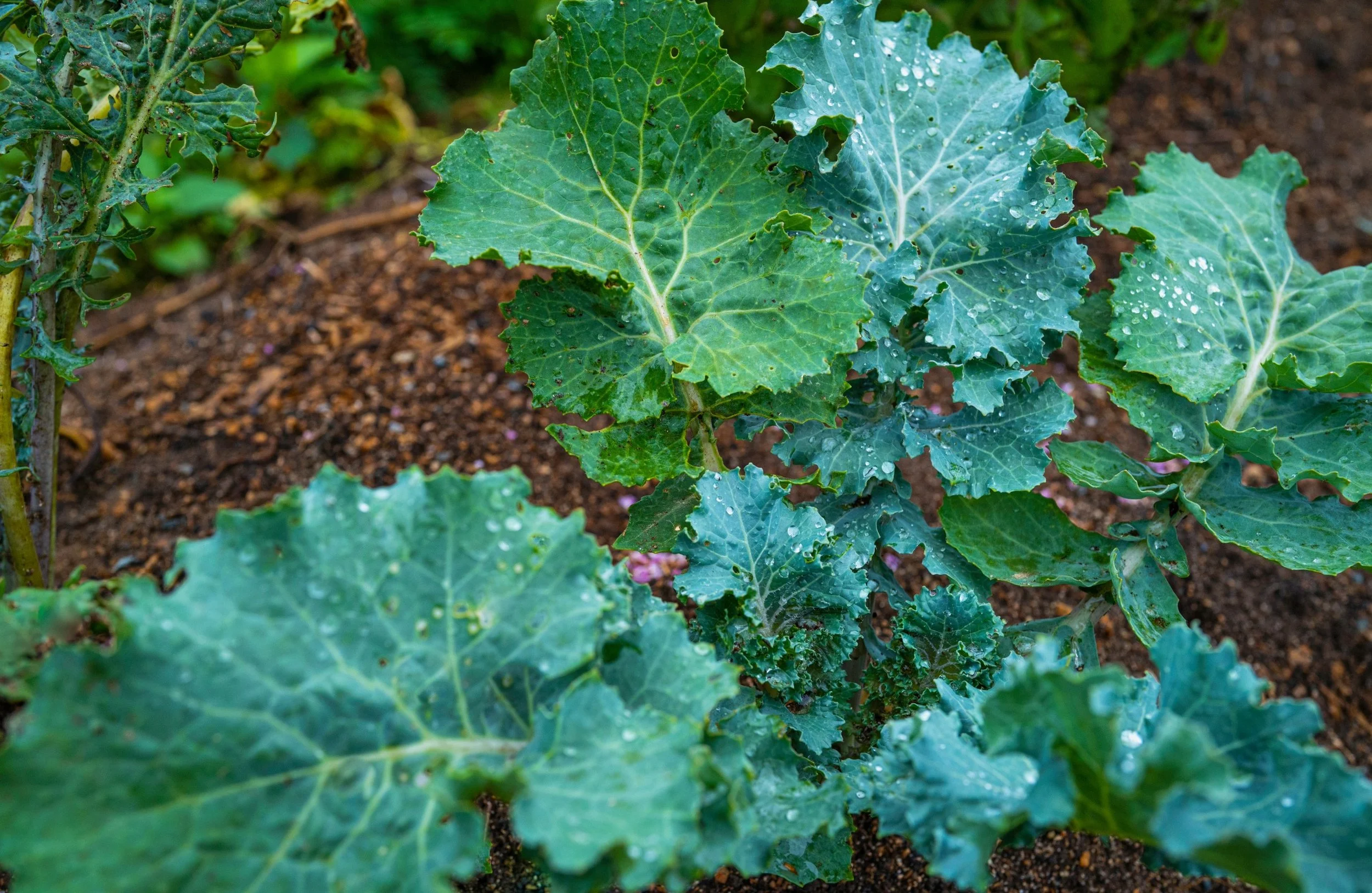 How Often to Water Turnips
